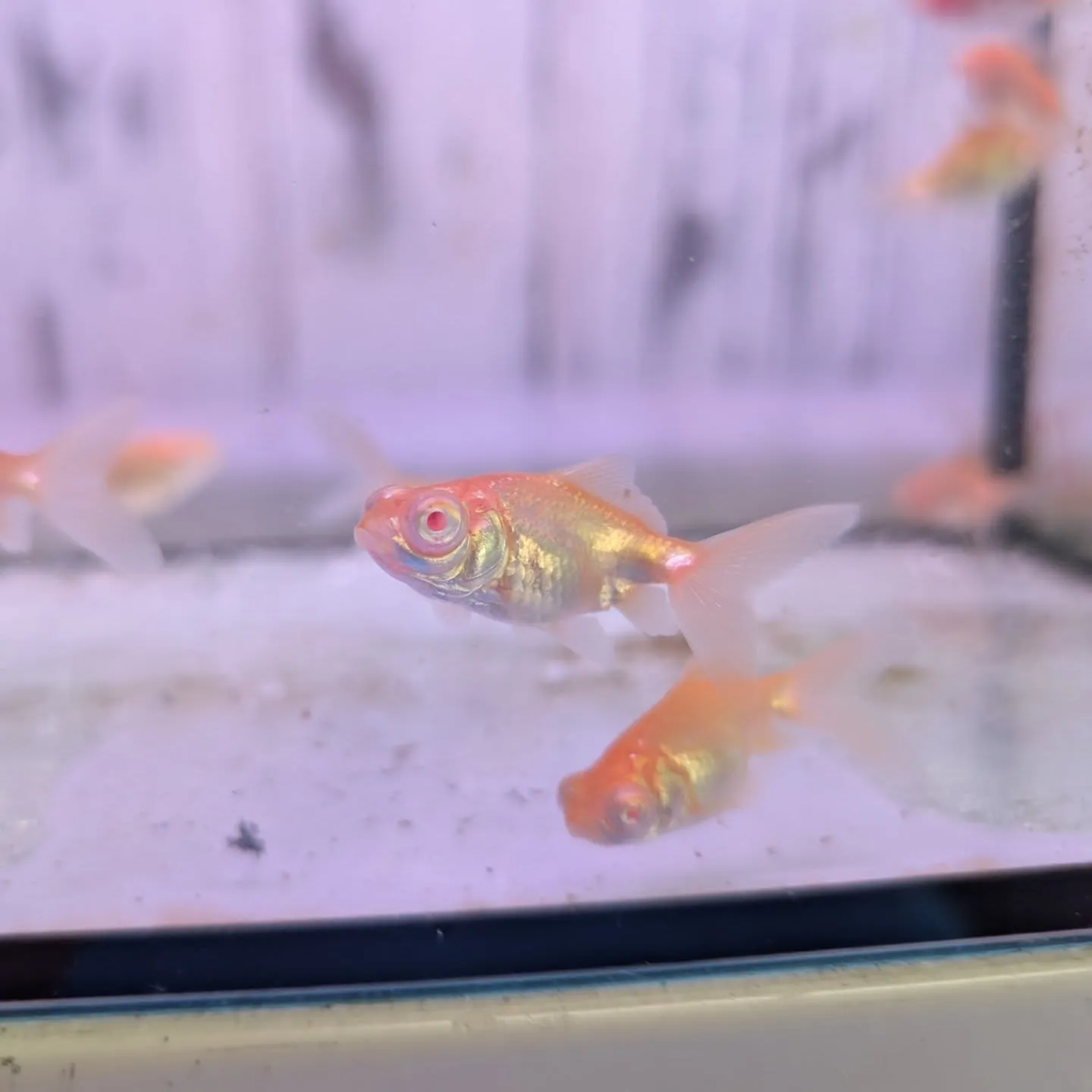 本日の入荷情報✨　(金魚、熱帯魚、メダカ)
