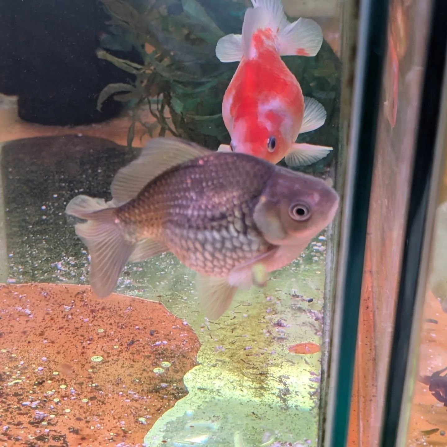 本日の入荷情報✨　(金魚、熱帯魚、メダカ)