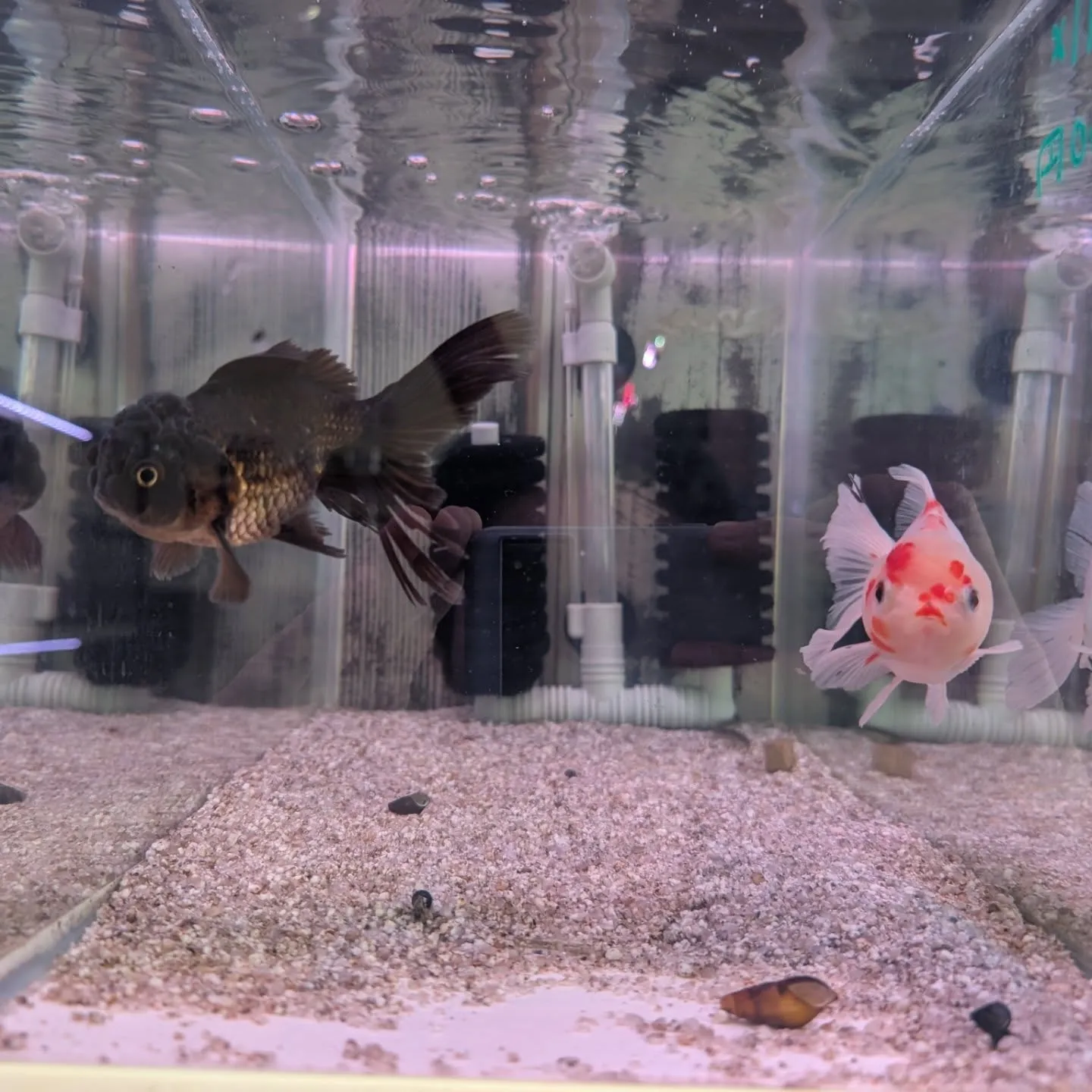 本日の入荷情報✨　(金魚、熱帯魚、メダカ)