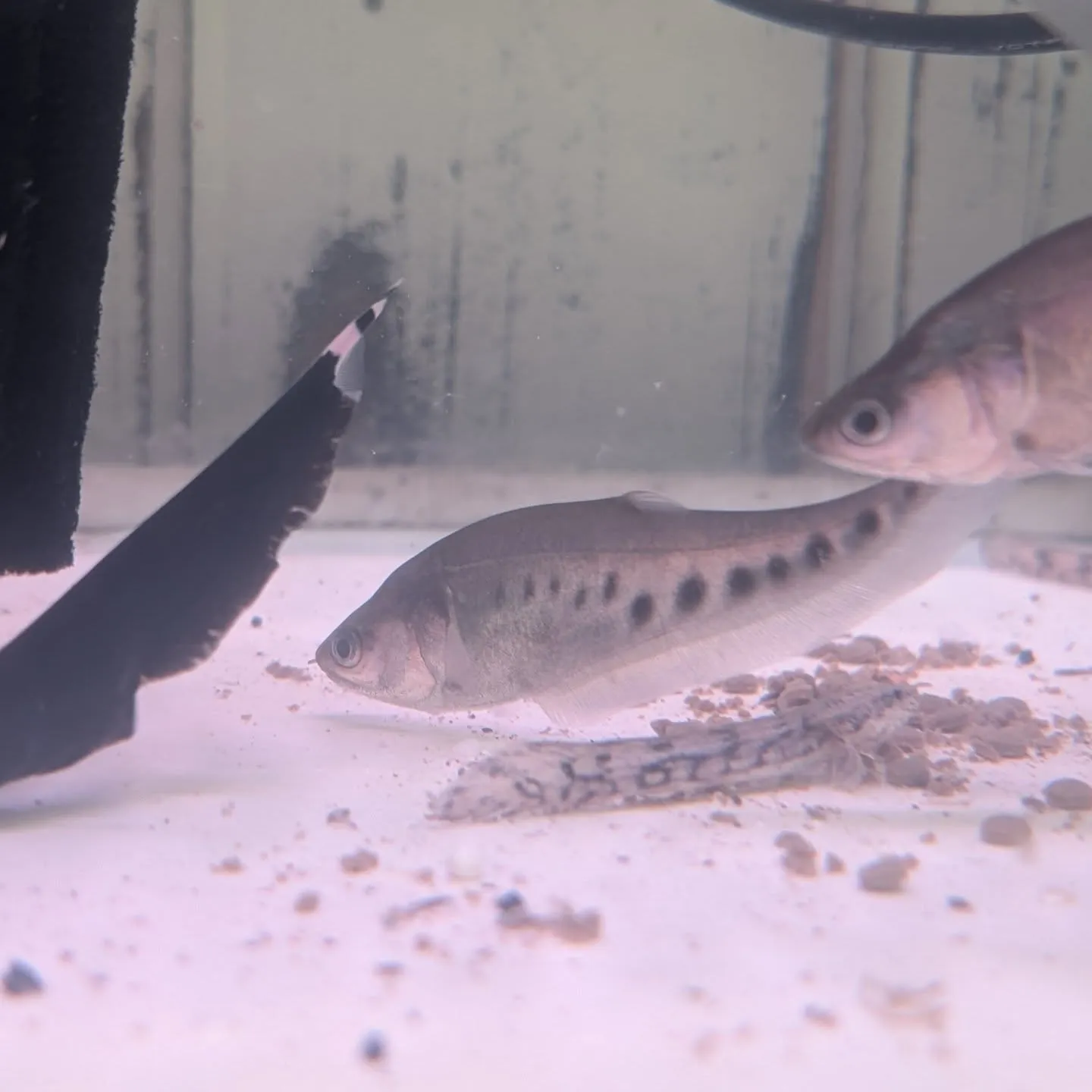 本日の入荷情報✨　(金魚、熱帯魚、メダカ)