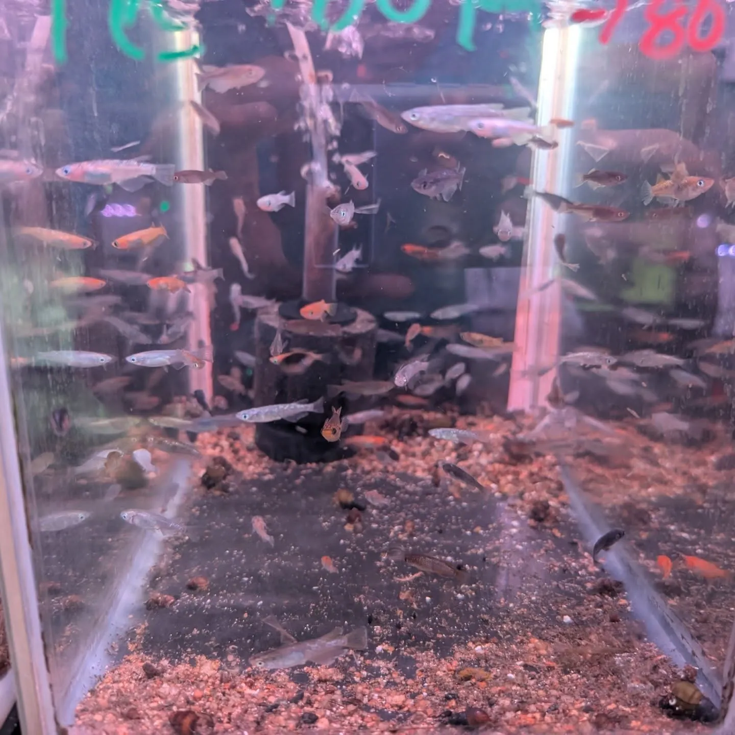 本日の入荷情報✨　(金魚、熱帯魚、メダカ)