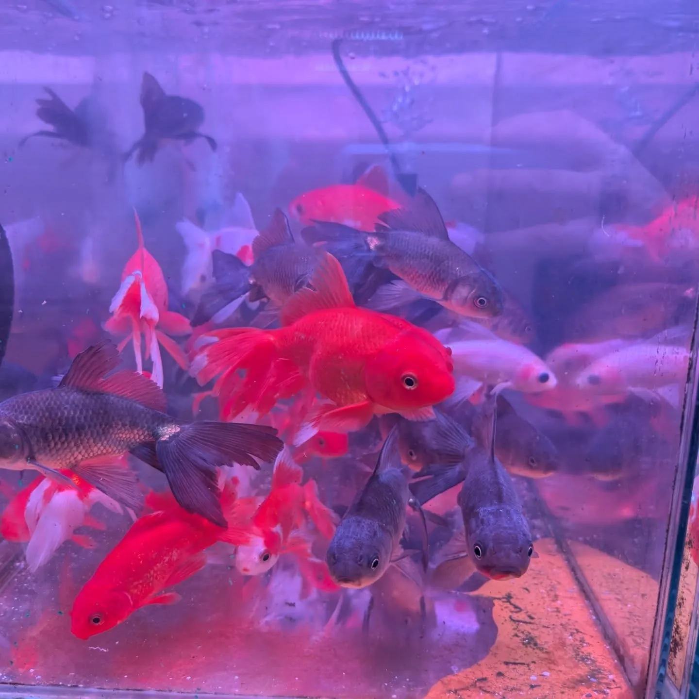 本日の入荷情報✨(金魚)
