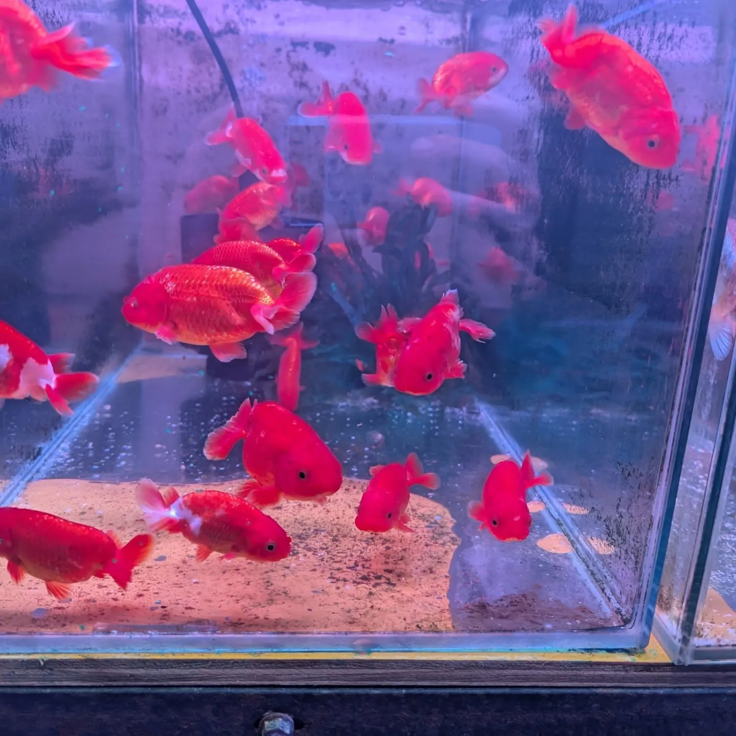 本日の入荷情報✨(金魚)