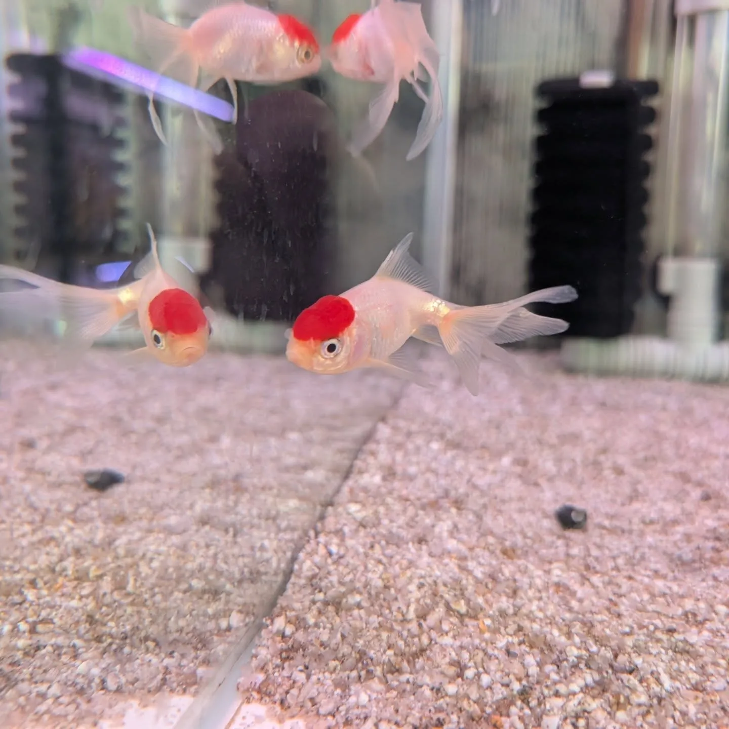本日の入荷情報✨(金魚)