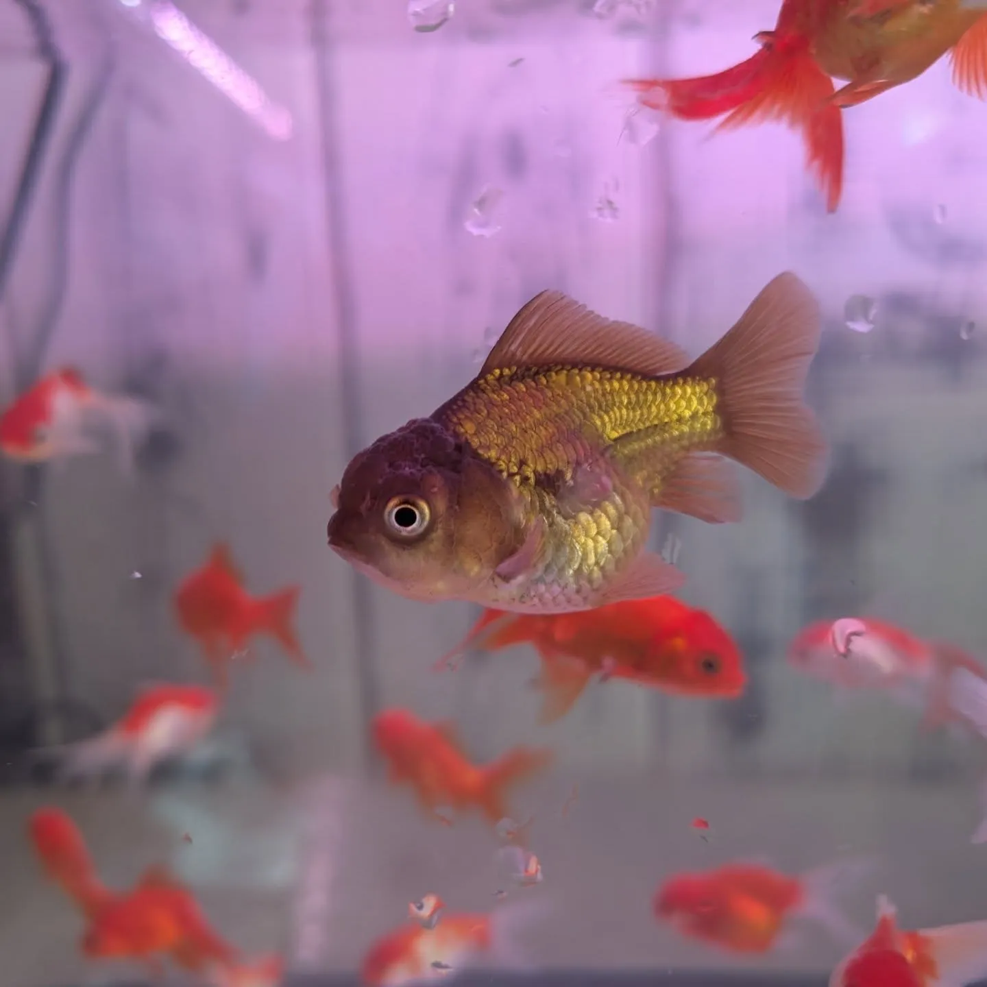 本日の入荷情報✨(金魚)