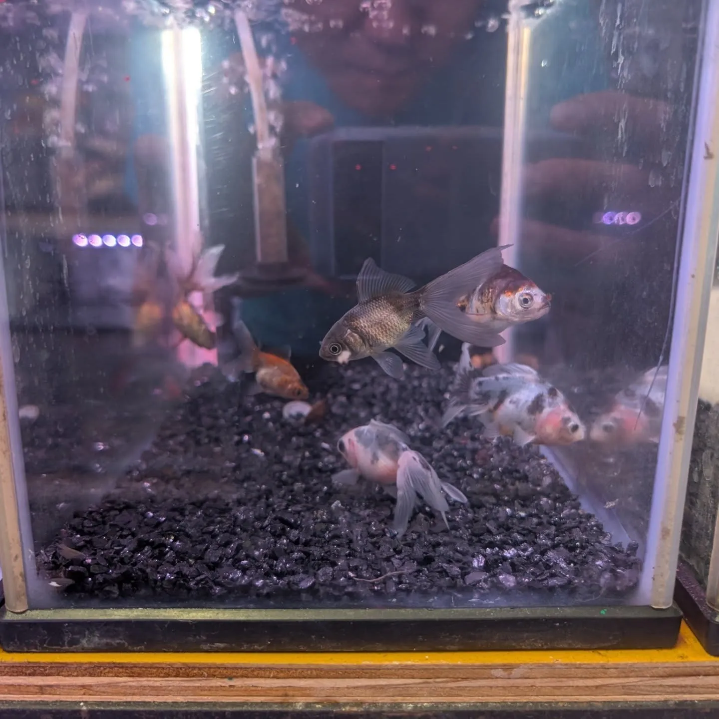 本日の入荷情報✨(金魚)