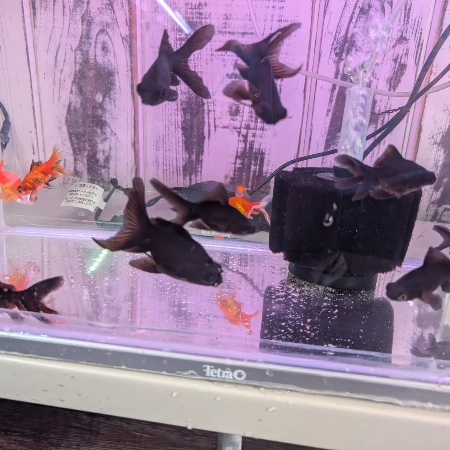 本日の入荷情報✨(金魚)