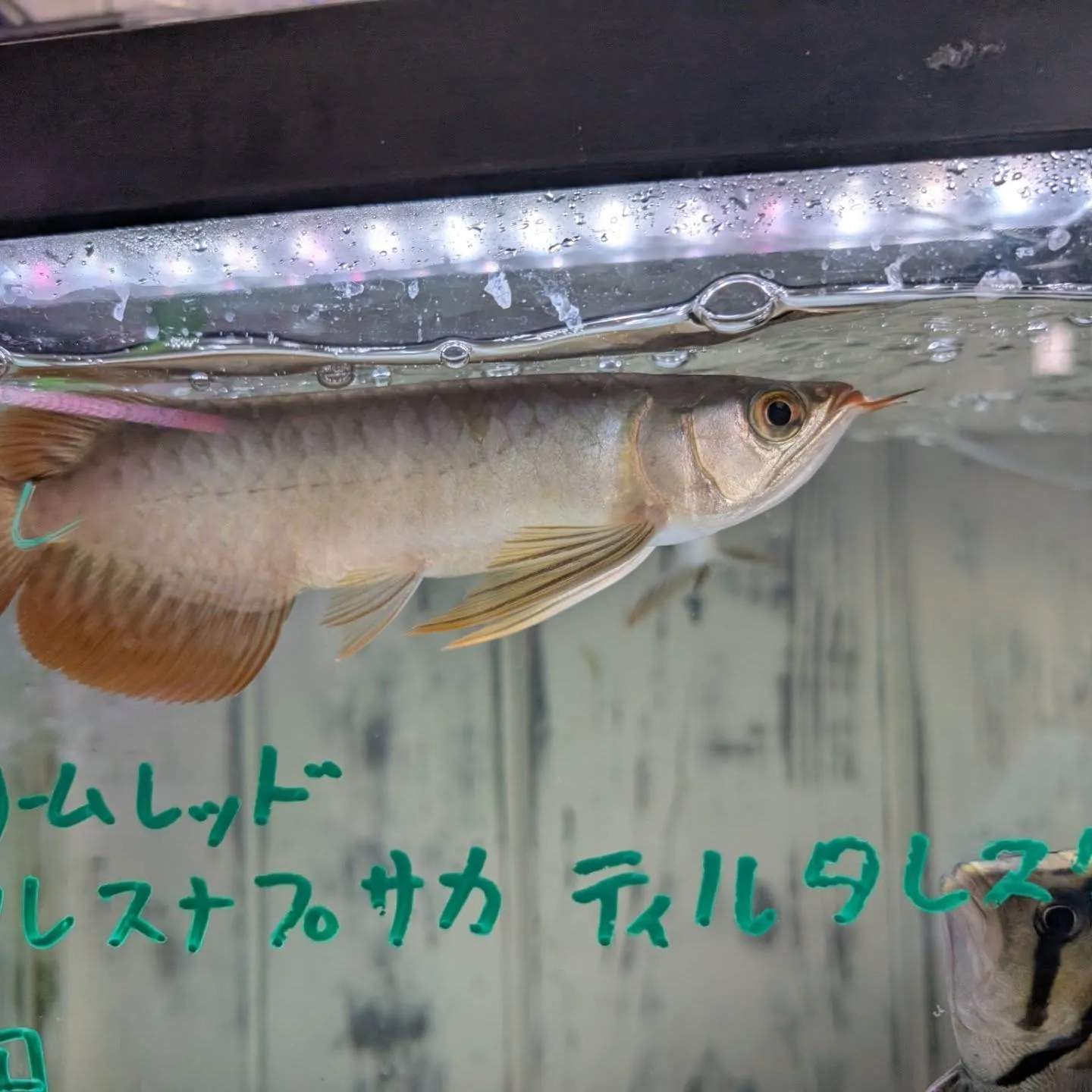 今さらながら本日の入荷情報✨(熱帯魚)