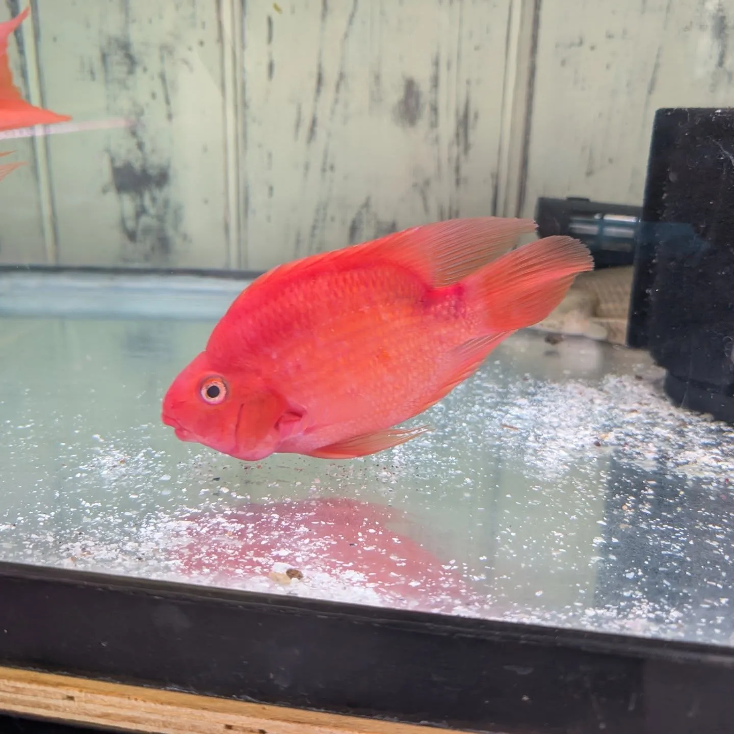 今さらながら本日の入荷情報✨(熱帯魚)