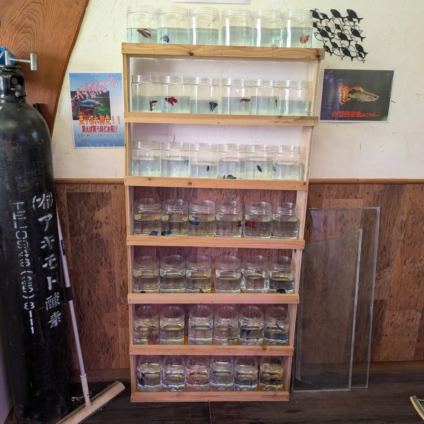 今さらながら本日の入荷情報✨(熱帯魚)