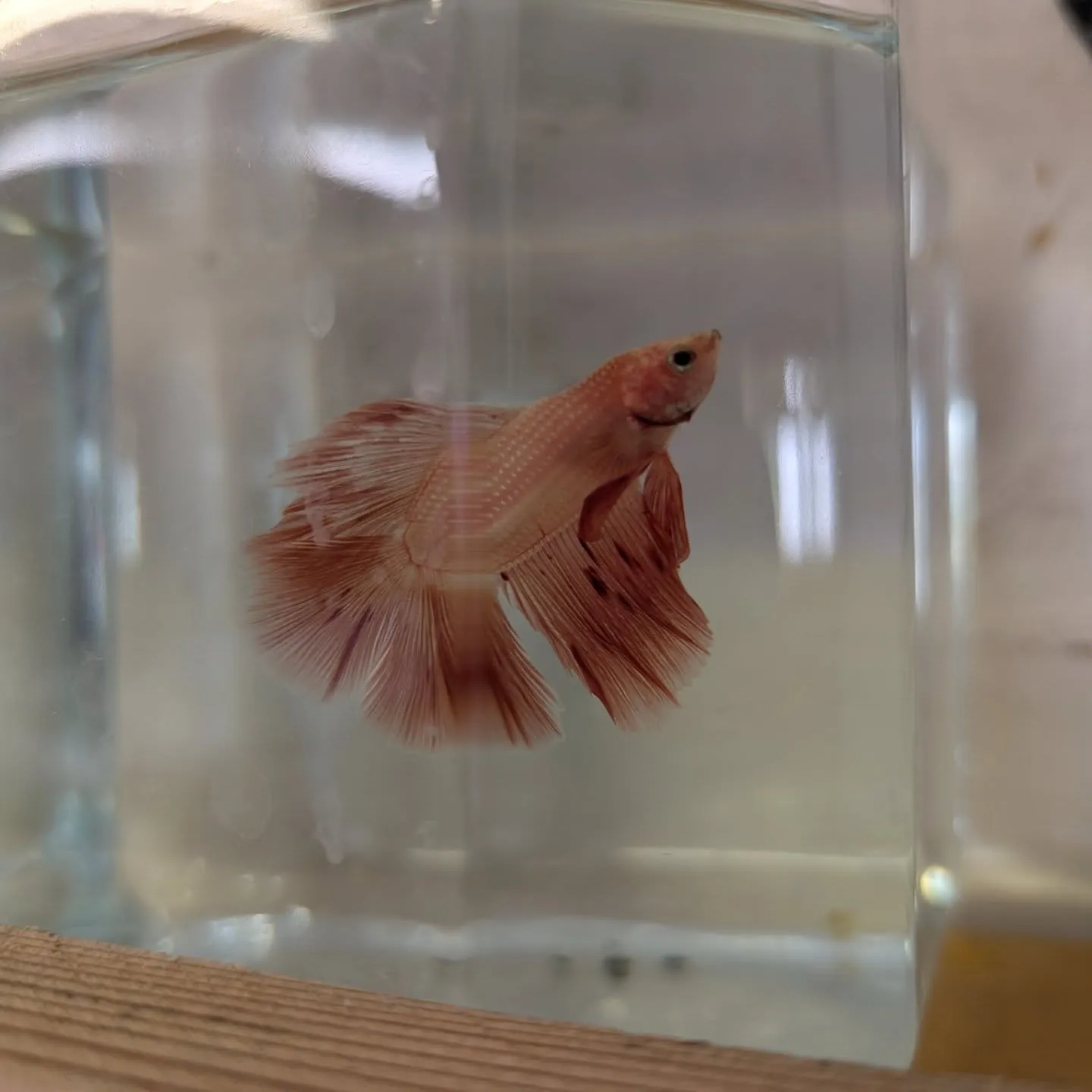 今さらながら本日の入荷情報✨(熱帯魚)