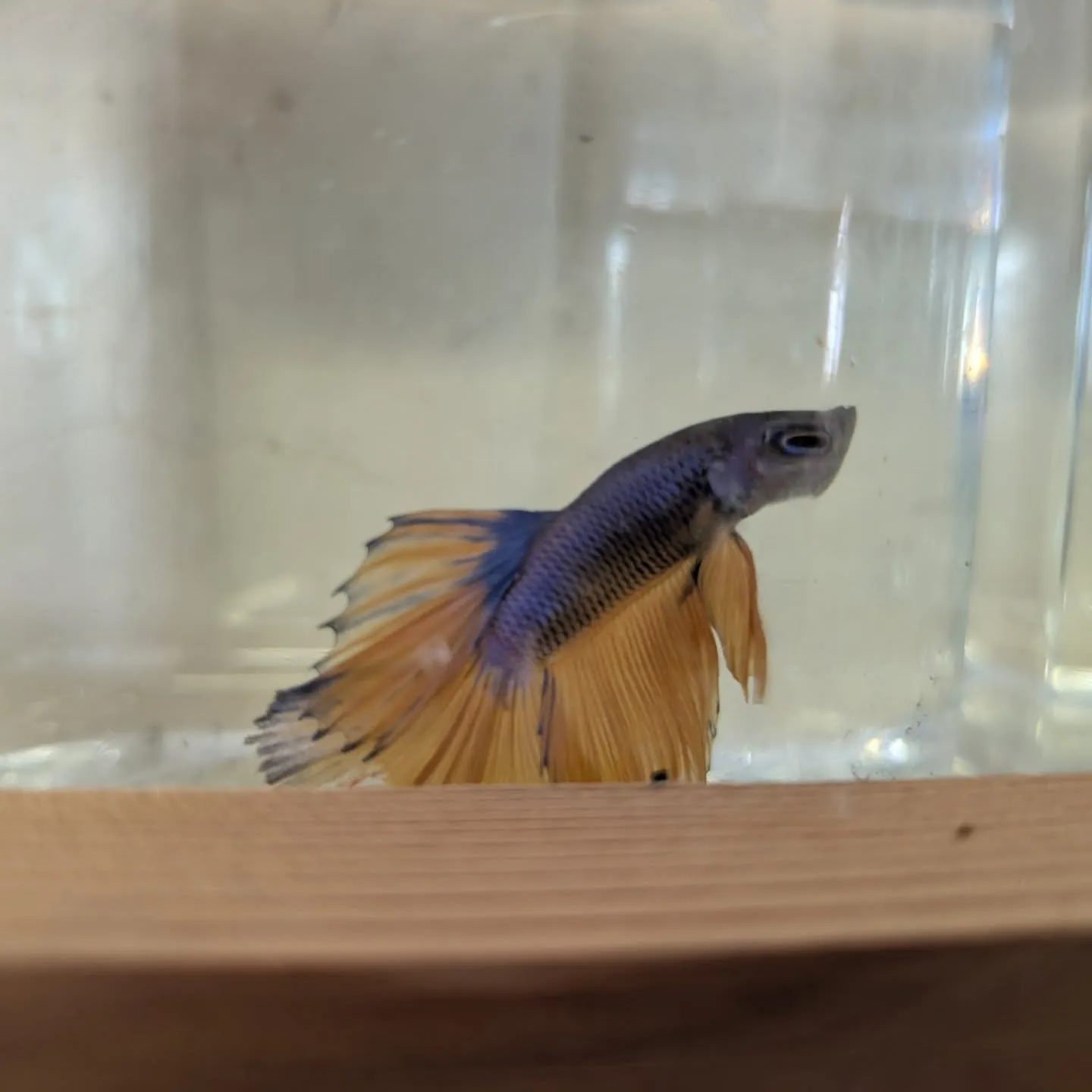 今さらながら本日の入荷情報✨(熱帯魚)