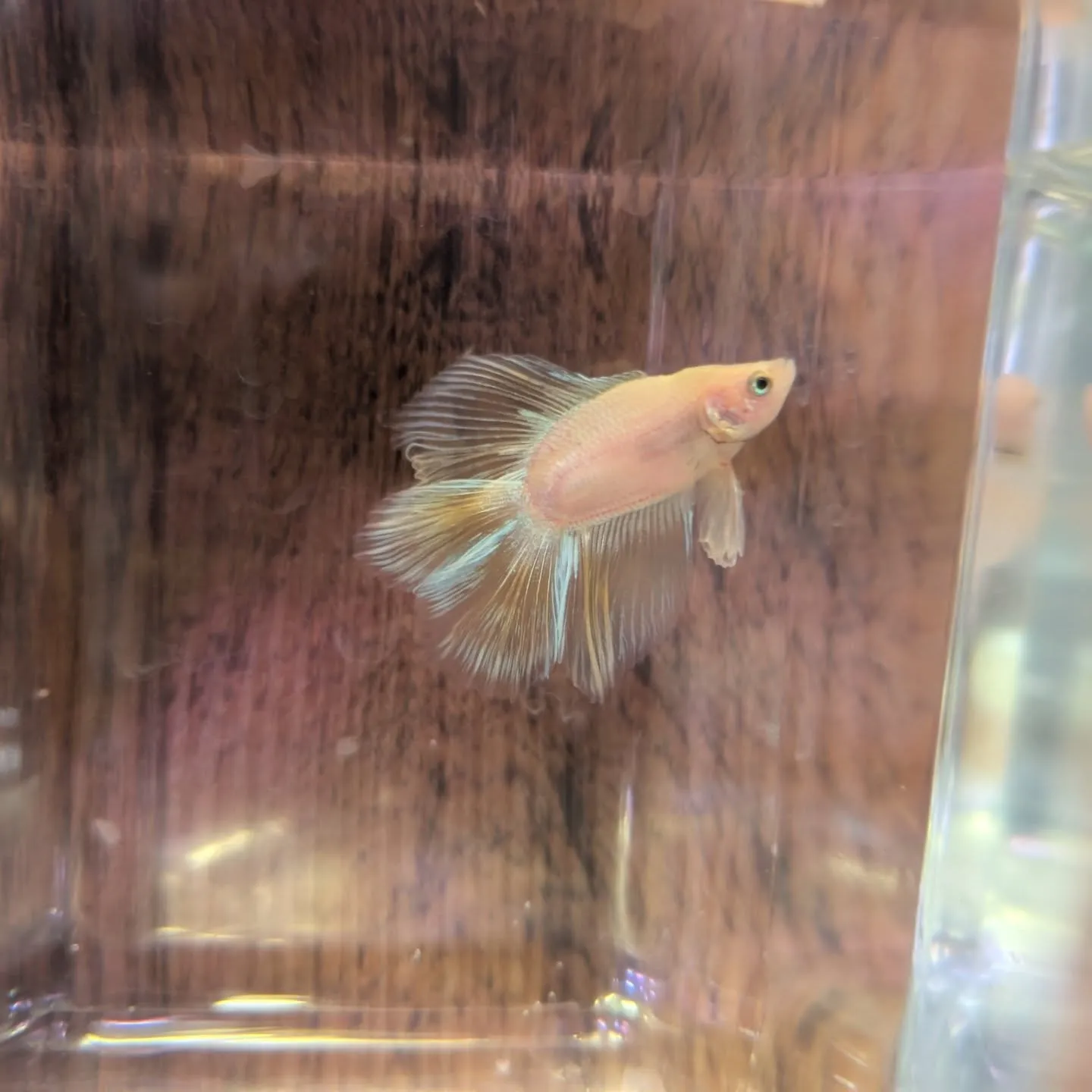 今さらながら本日の入荷情報✨(熱帯魚)