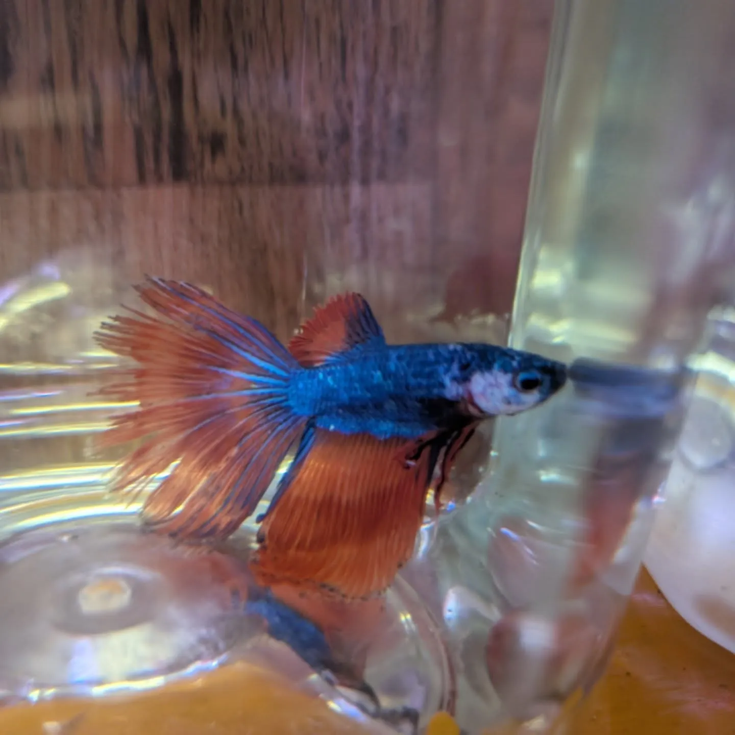 今さらながら本日の入荷情報✨(熱帯魚)