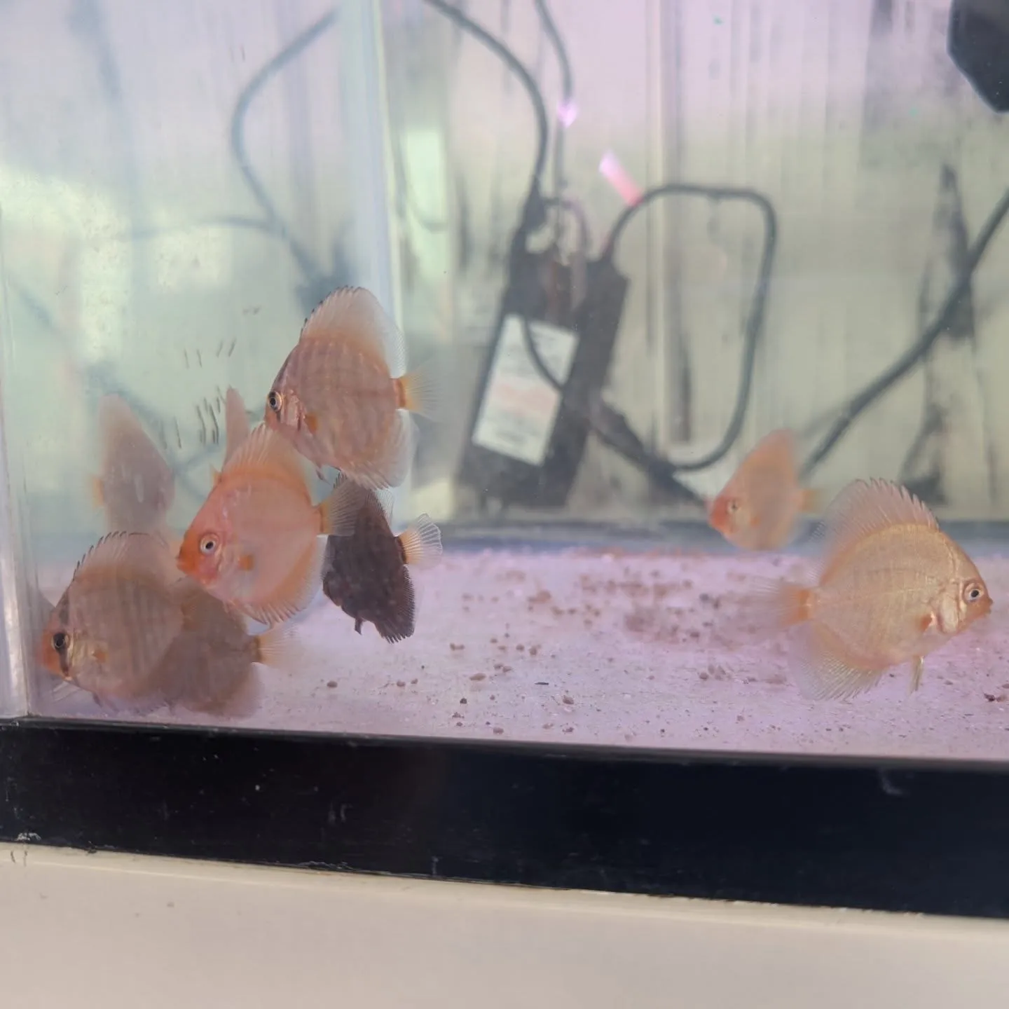 本日の入荷情報✨(熱帯魚、メダカ)