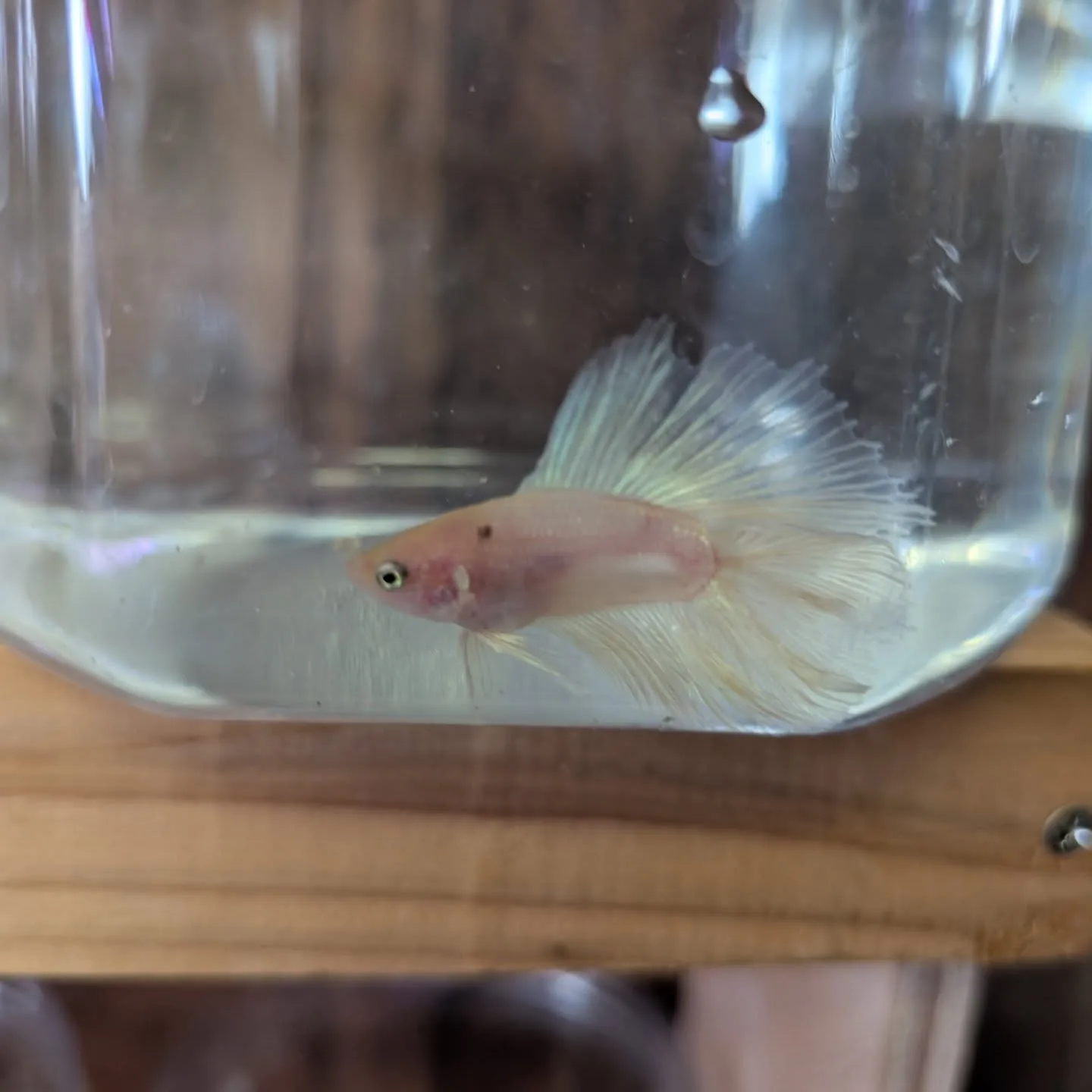 本日の入荷情報✨(熱帯魚、メダカ)