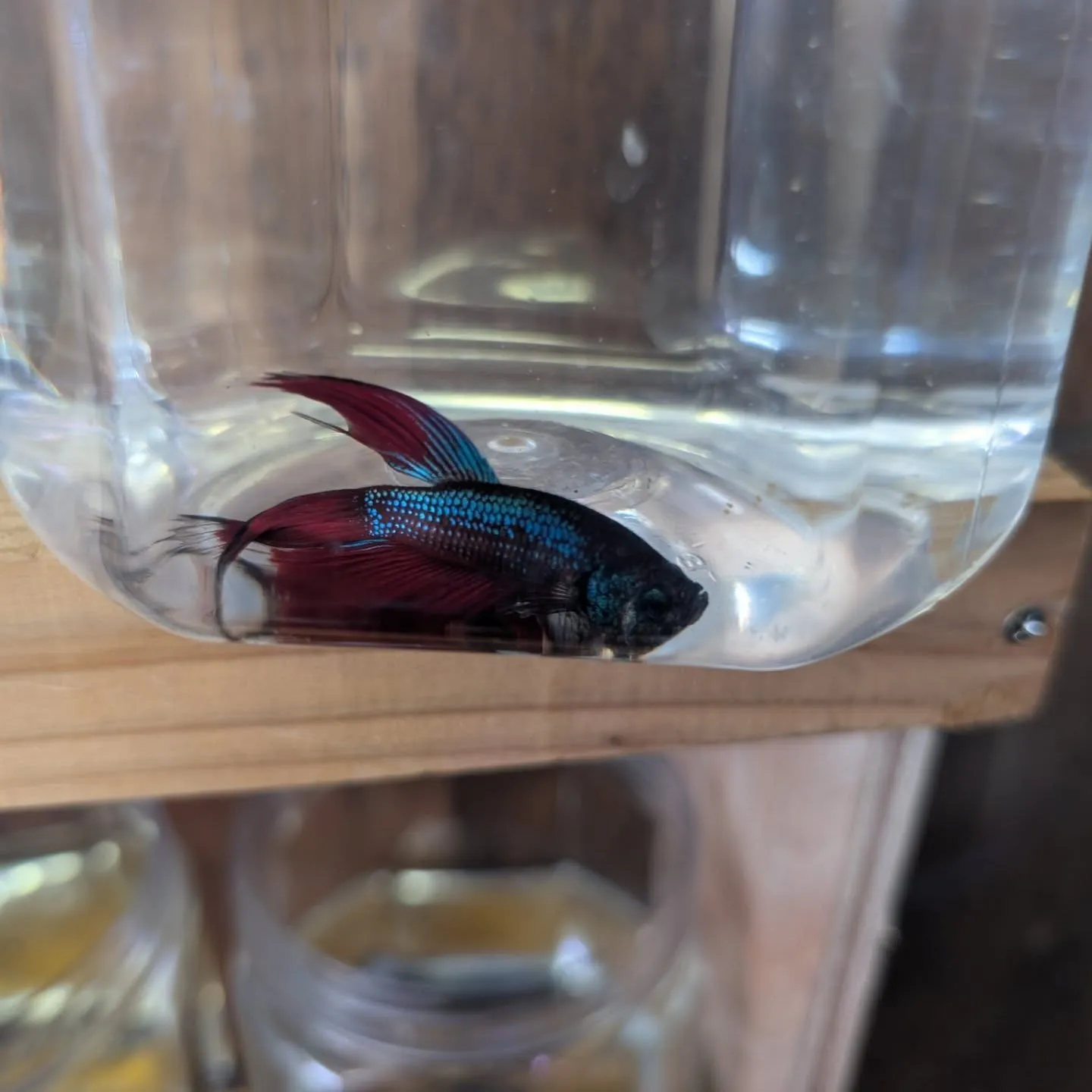 本日の入荷情報✨(熱帯魚、メダカ)
