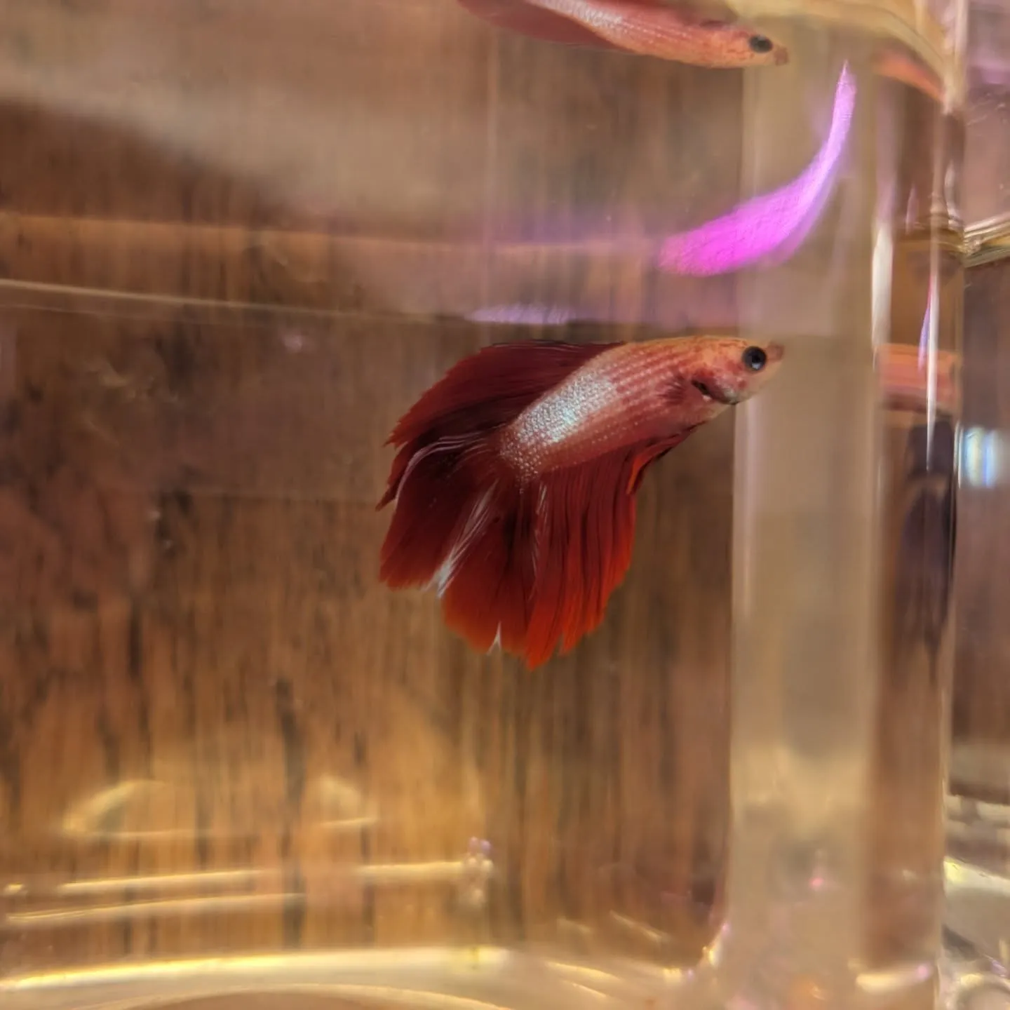 本日の入荷情報✨(熱帯魚、メダカ)