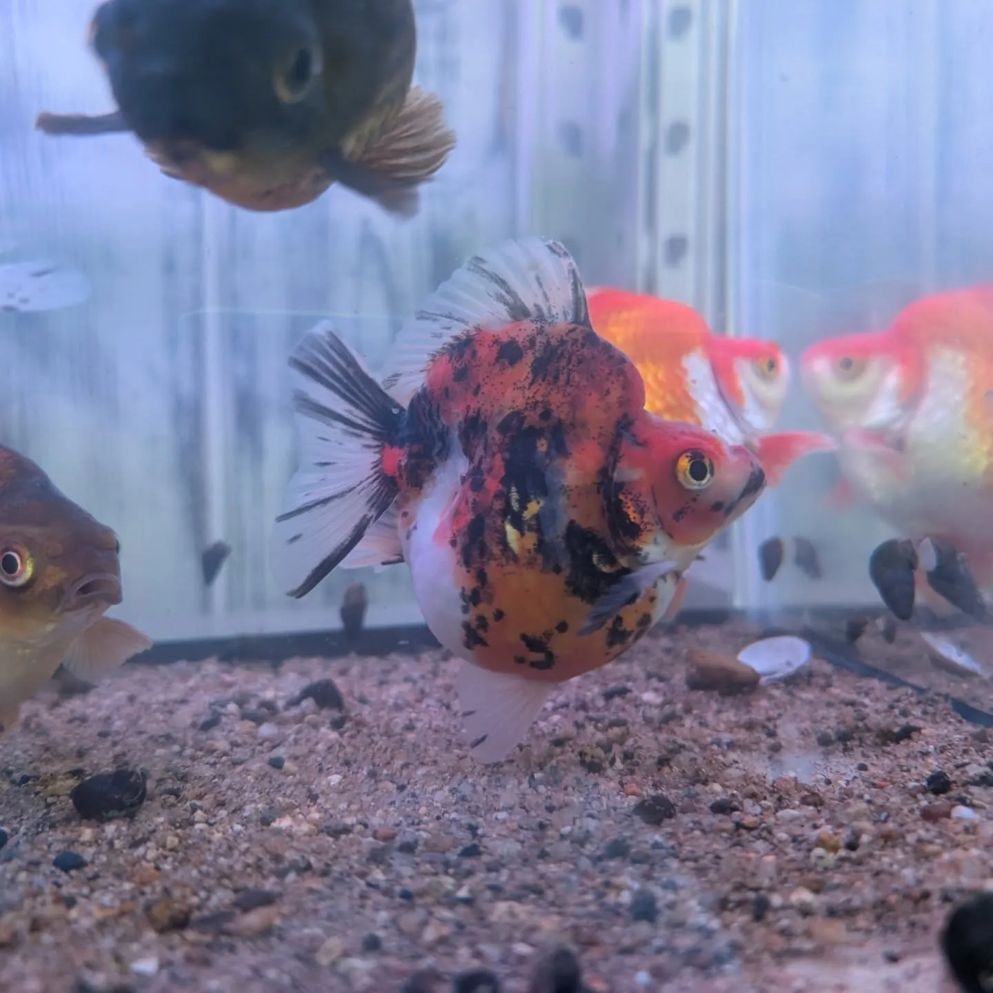 本日の入荷情報✨(金魚)