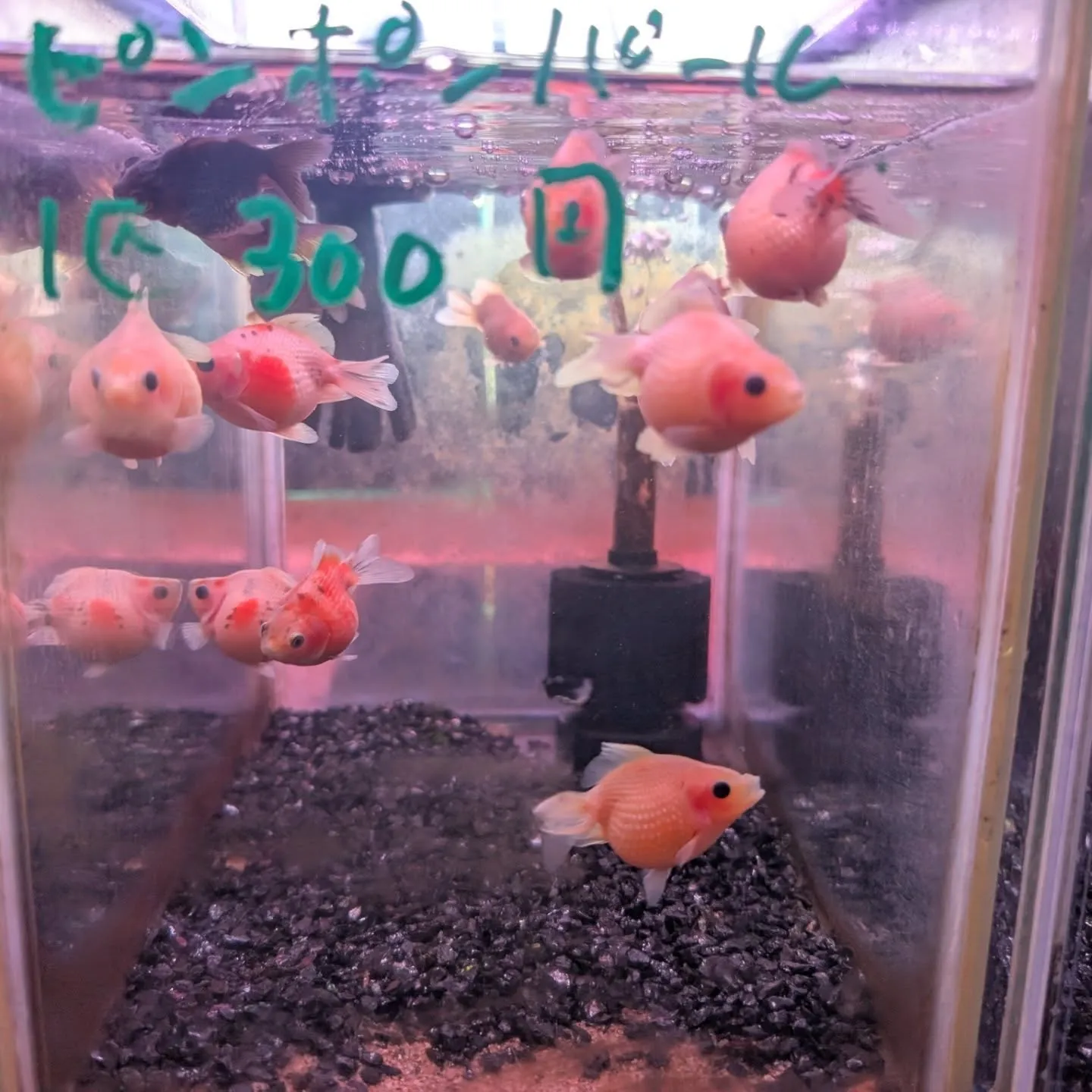 本日の入荷情報✨(金魚)