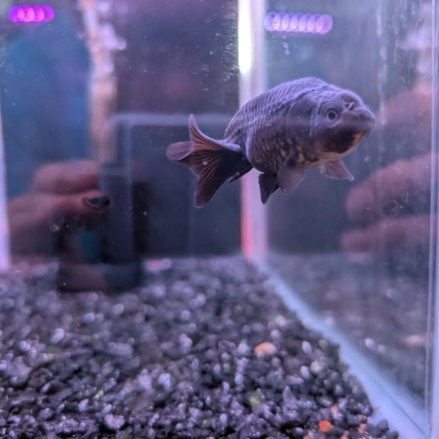 本日の入荷情報✨(金魚)