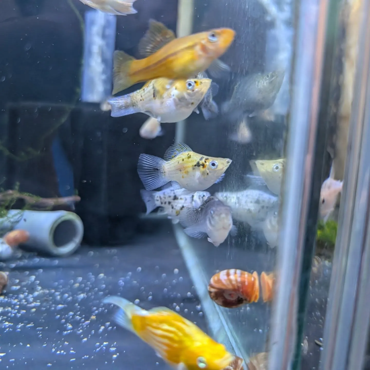 本日の入荷情報✨(熱帯魚)