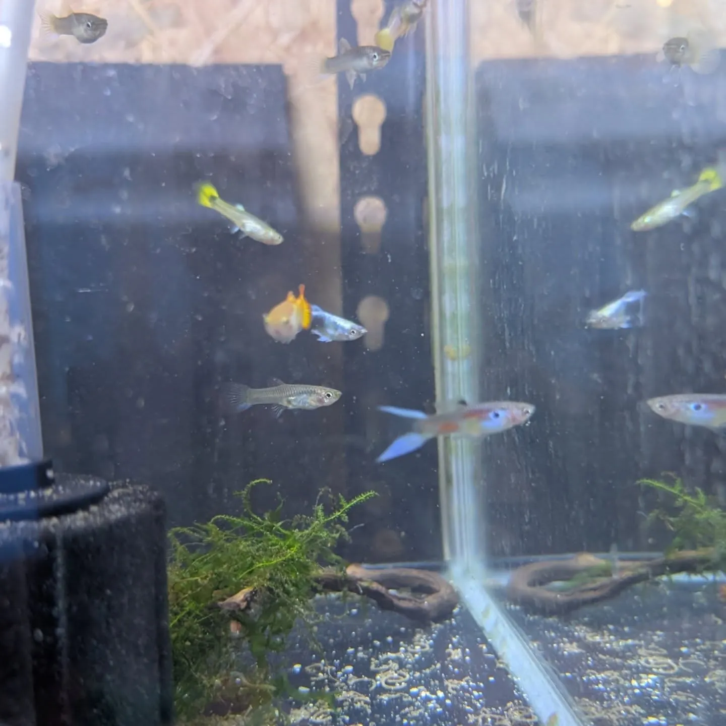 本日の入荷情報✨(熱帯魚)