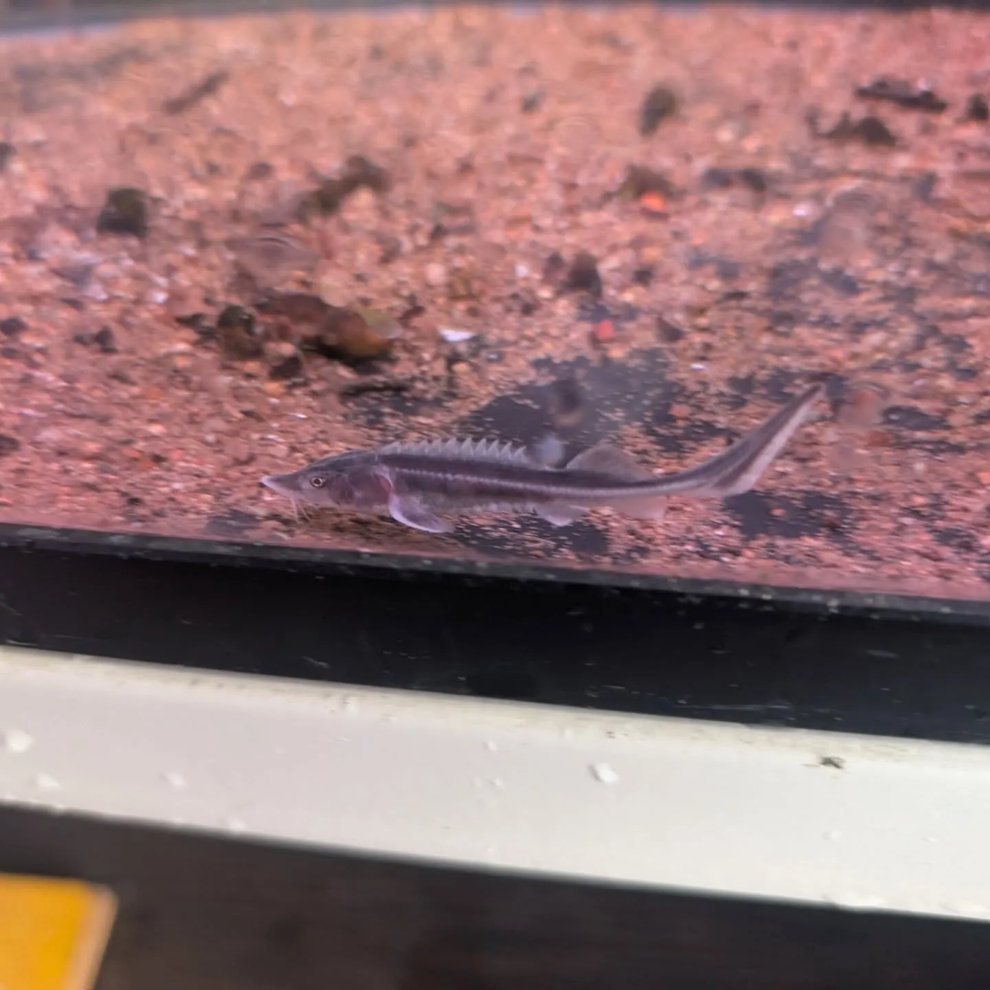 本日の入荷情報✨😉(熱帯魚)