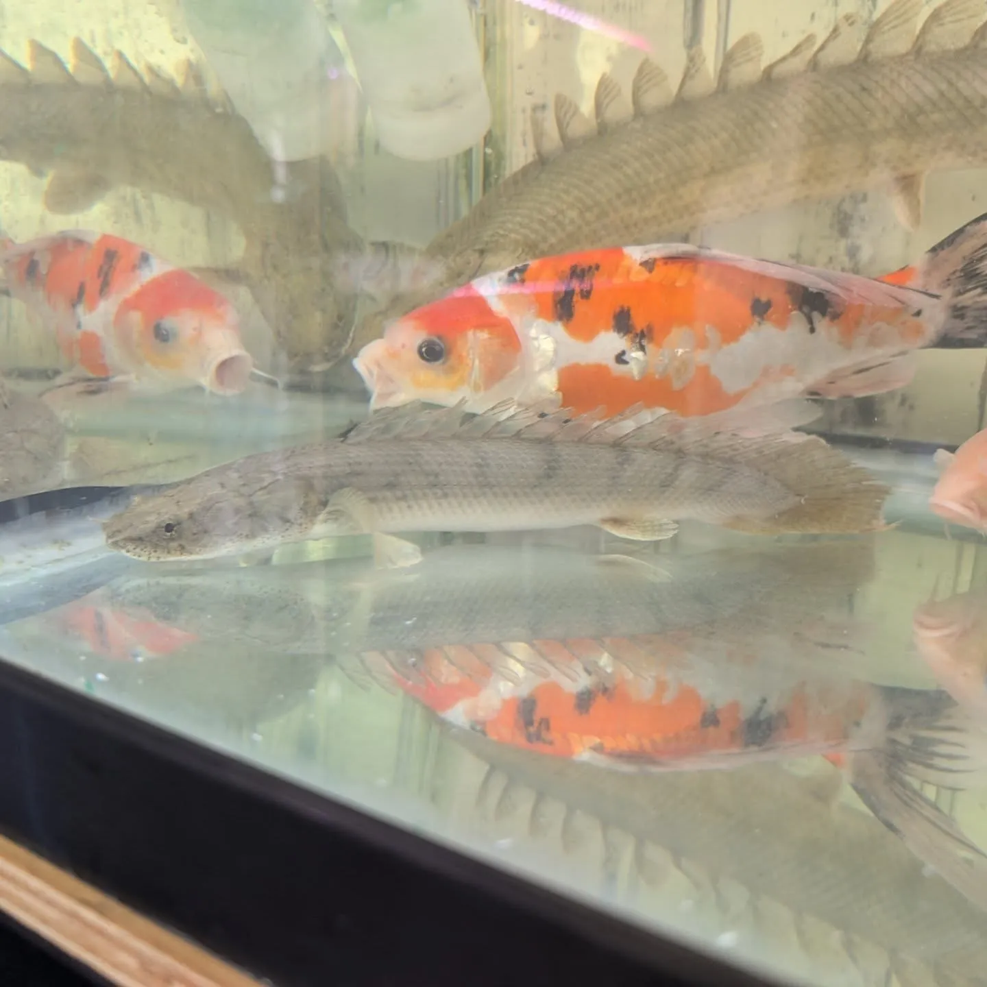 本日の入荷情報✨😉(熱帯魚)
