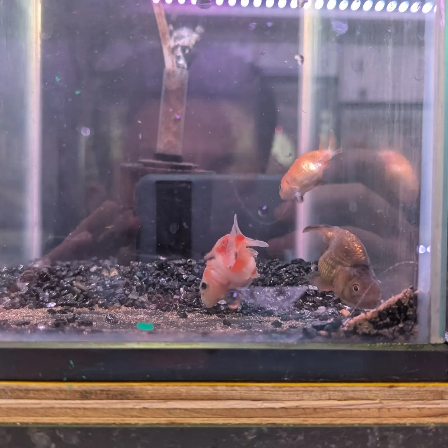 本日の入荷情報✨(金魚)