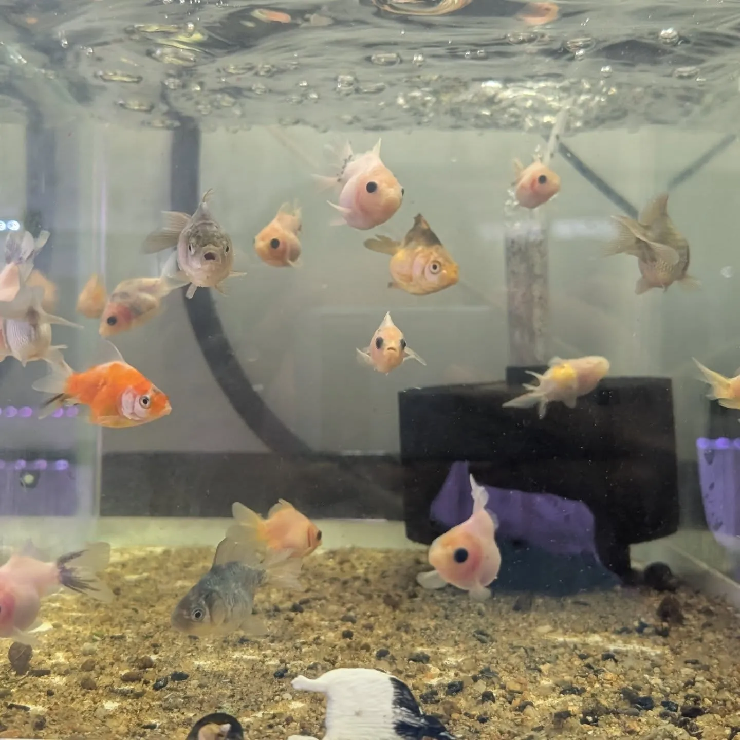 本日の入荷情報✨(金魚)