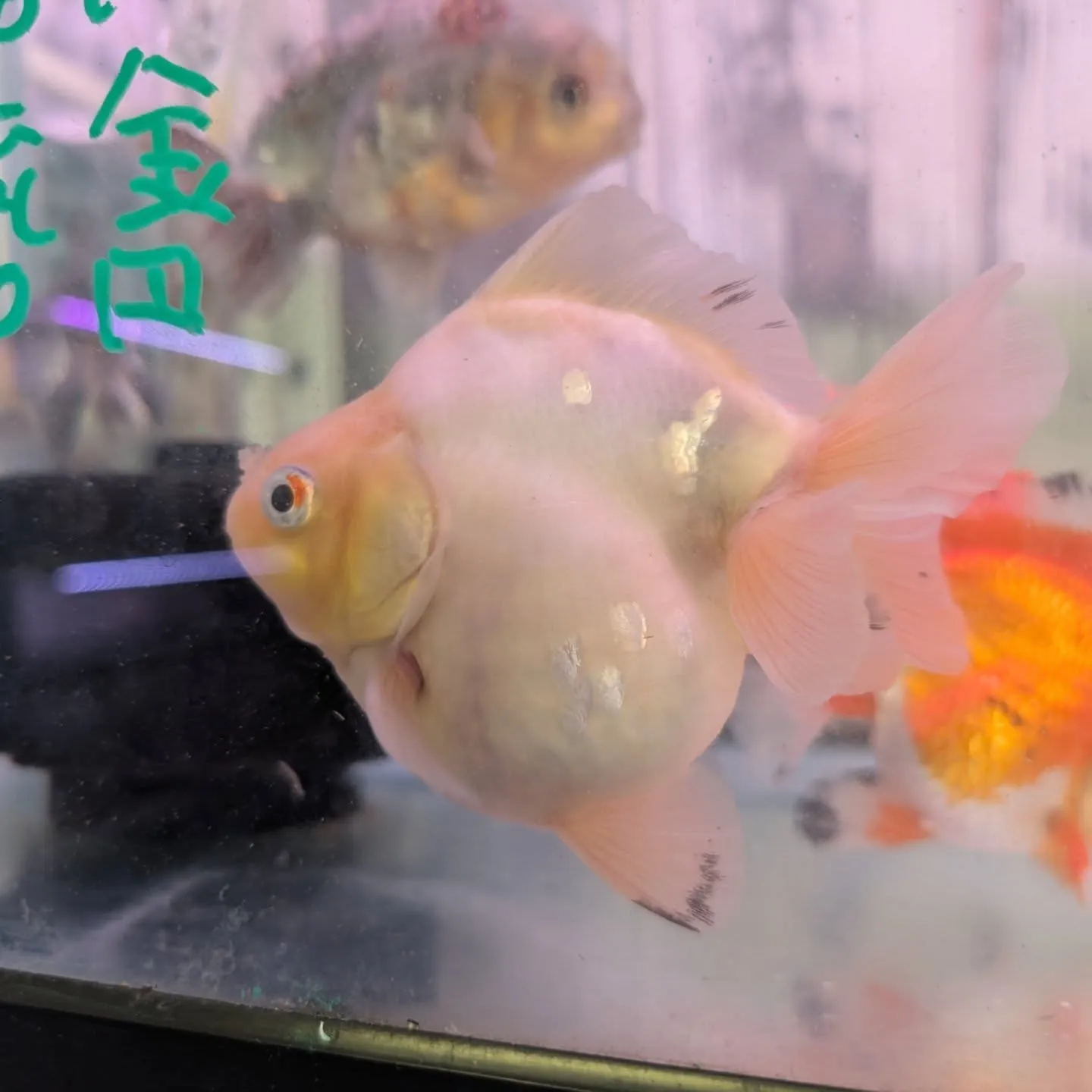 本日の入荷情報✨(金魚)