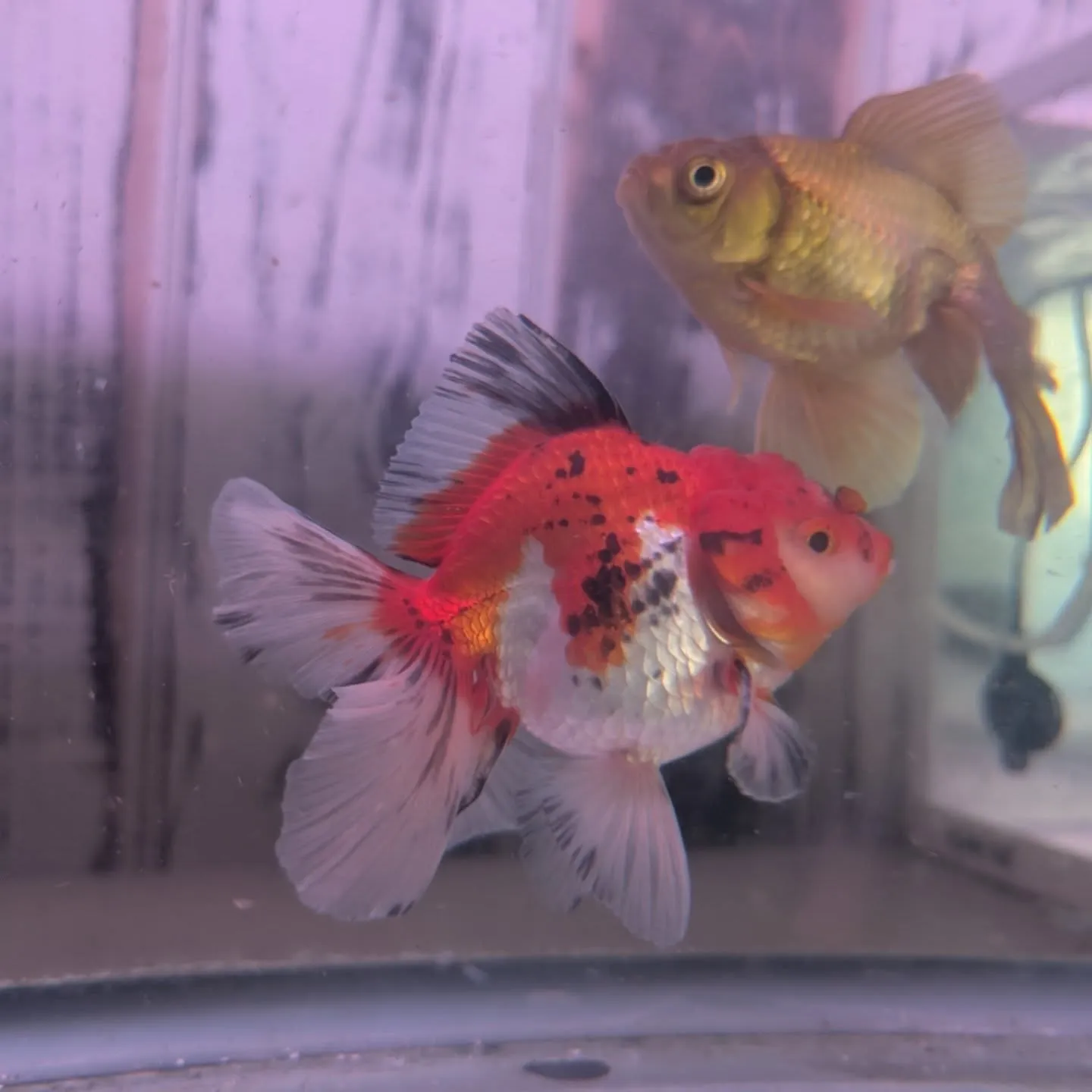 本日の入荷情報✨(金魚)
