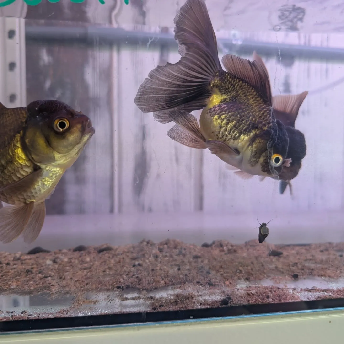 本日の入荷情報✨(金魚)