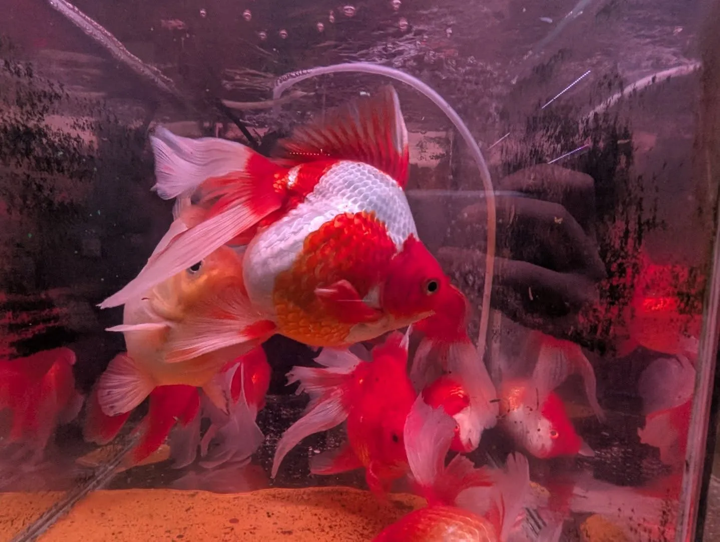 本日の入荷情報✨(金魚)