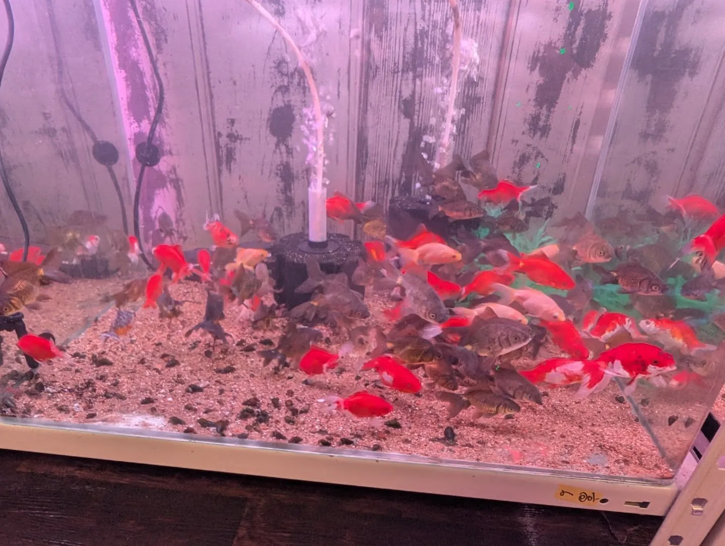本日の入荷情報✨(金魚)