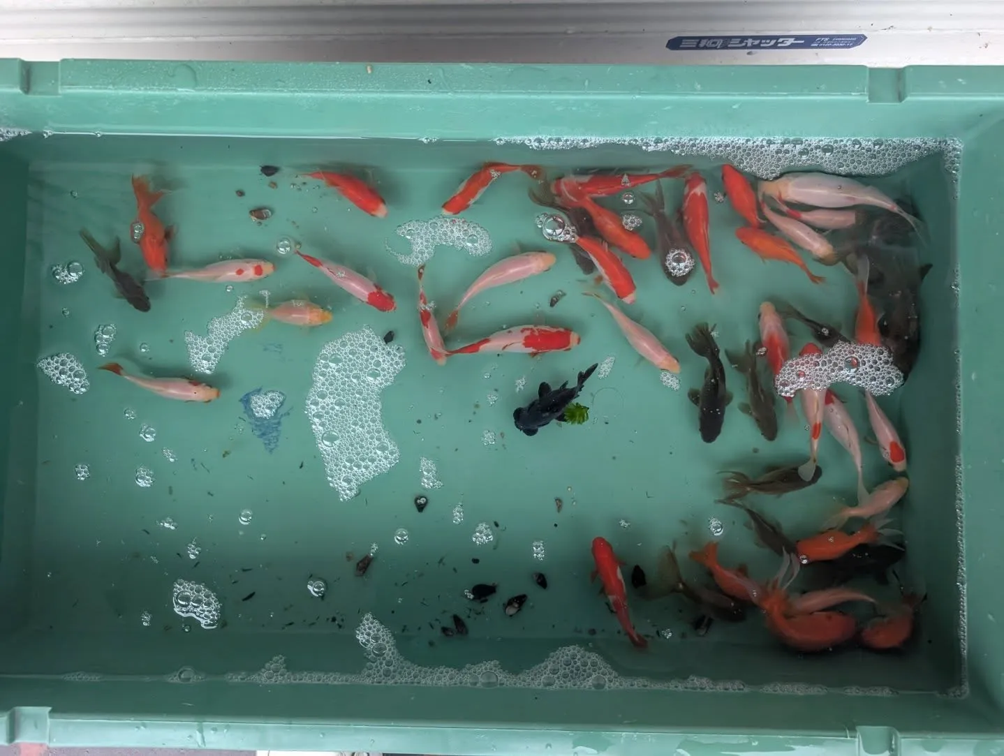 本日の入荷情報✨(金魚)