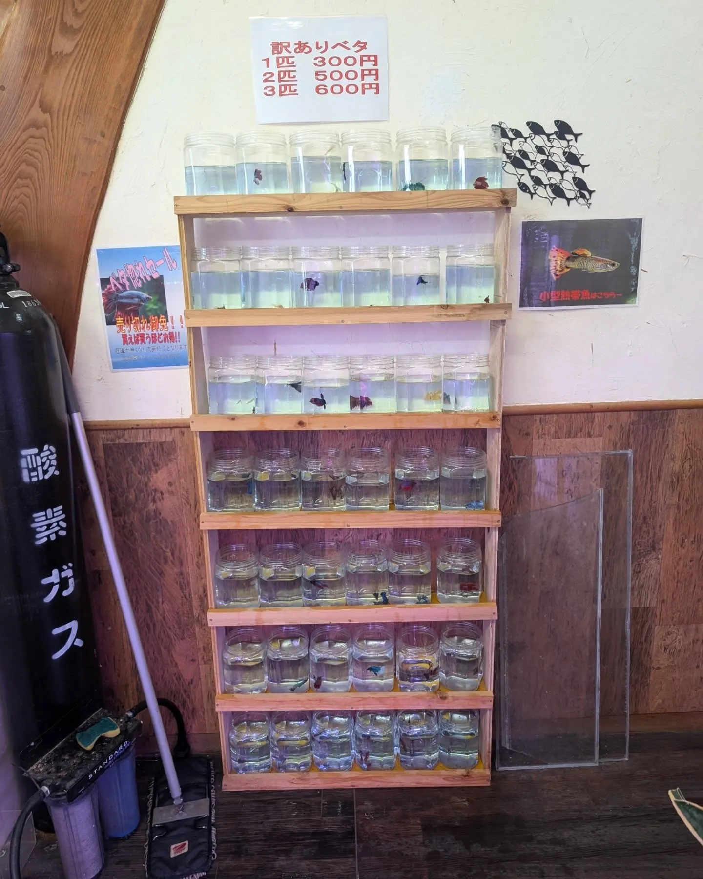 本日の入荷情報✨(ベタ)