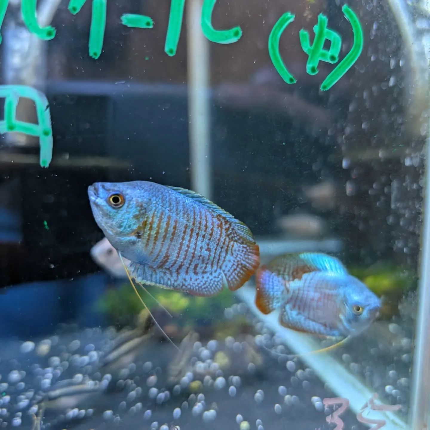 本日の入荷情報✨(熱帯魚、その他)
