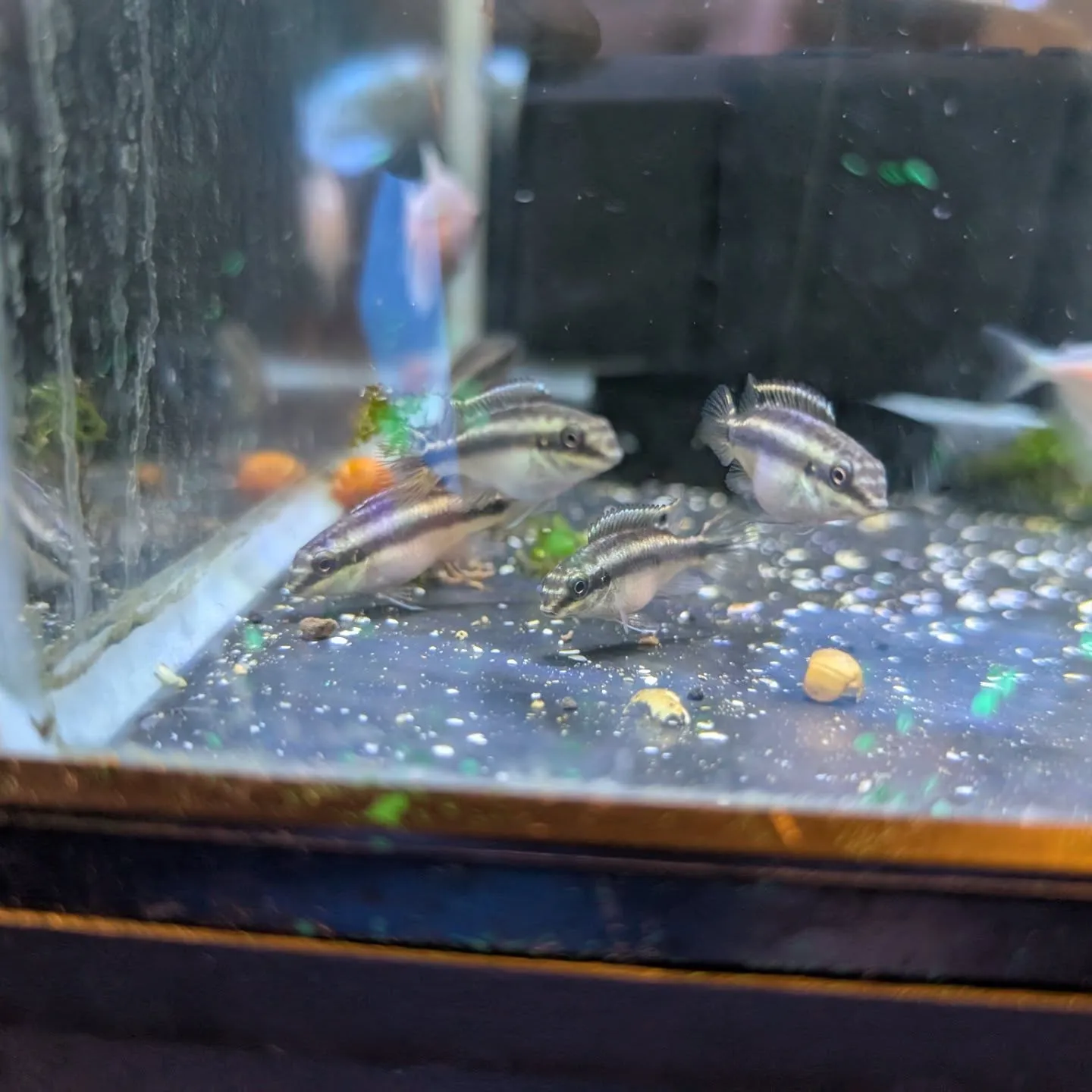 本日の入荷情報✨(熱帯魚、その他)