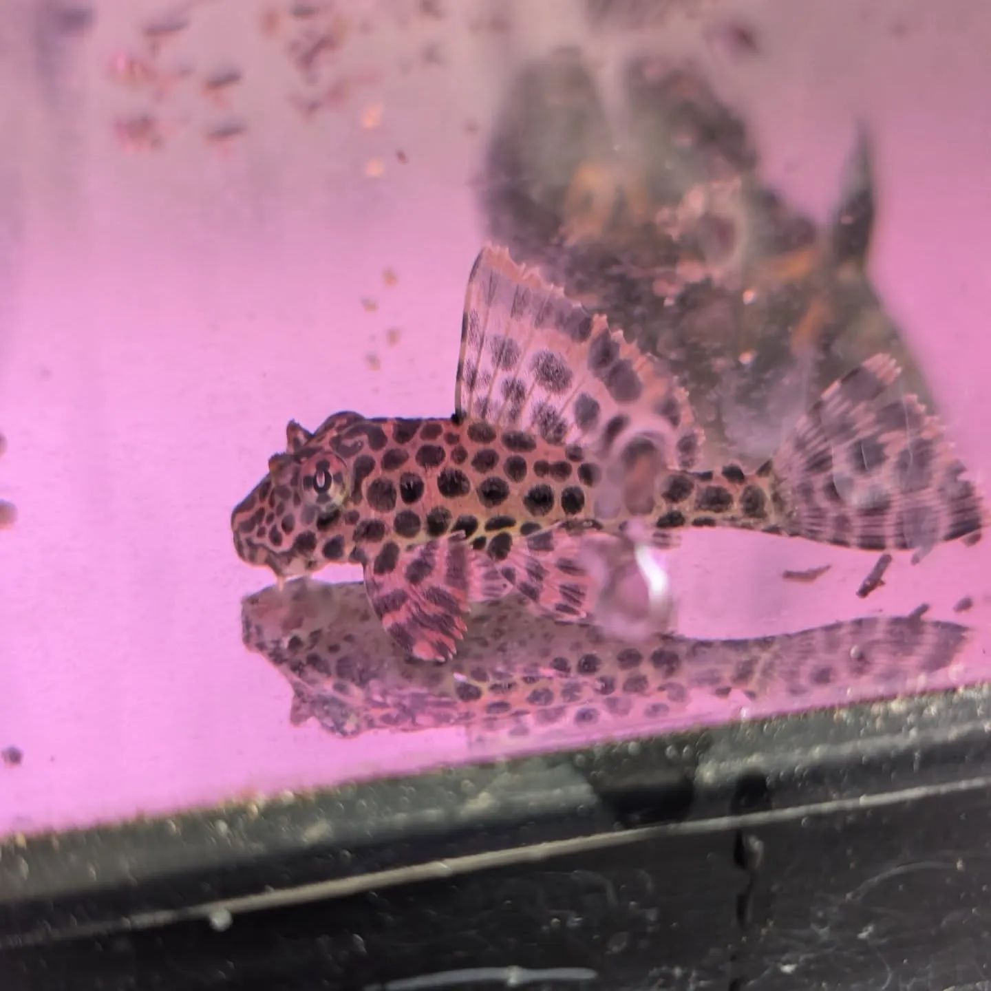 本日の入荷情報✨(熱帯魚、その他)