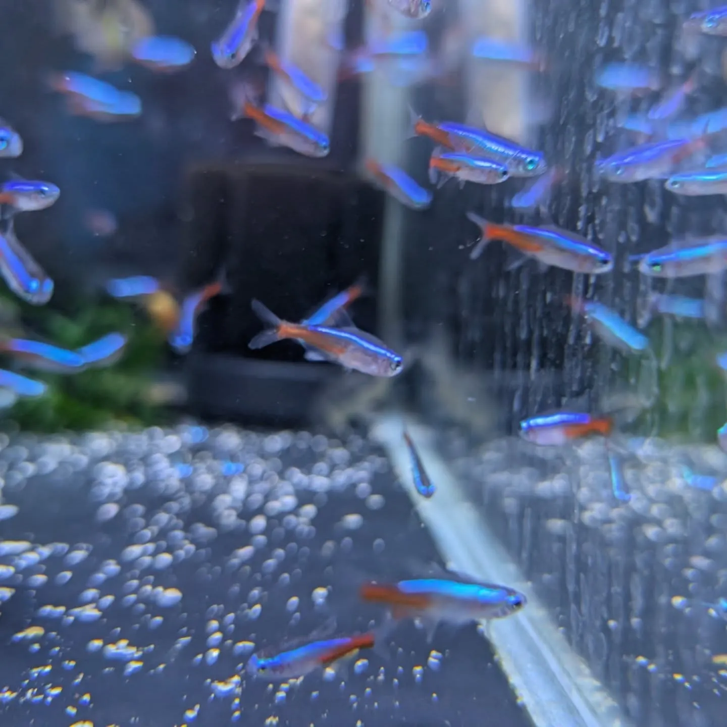 本日の入荷情報✨(熱帯魚、その他)