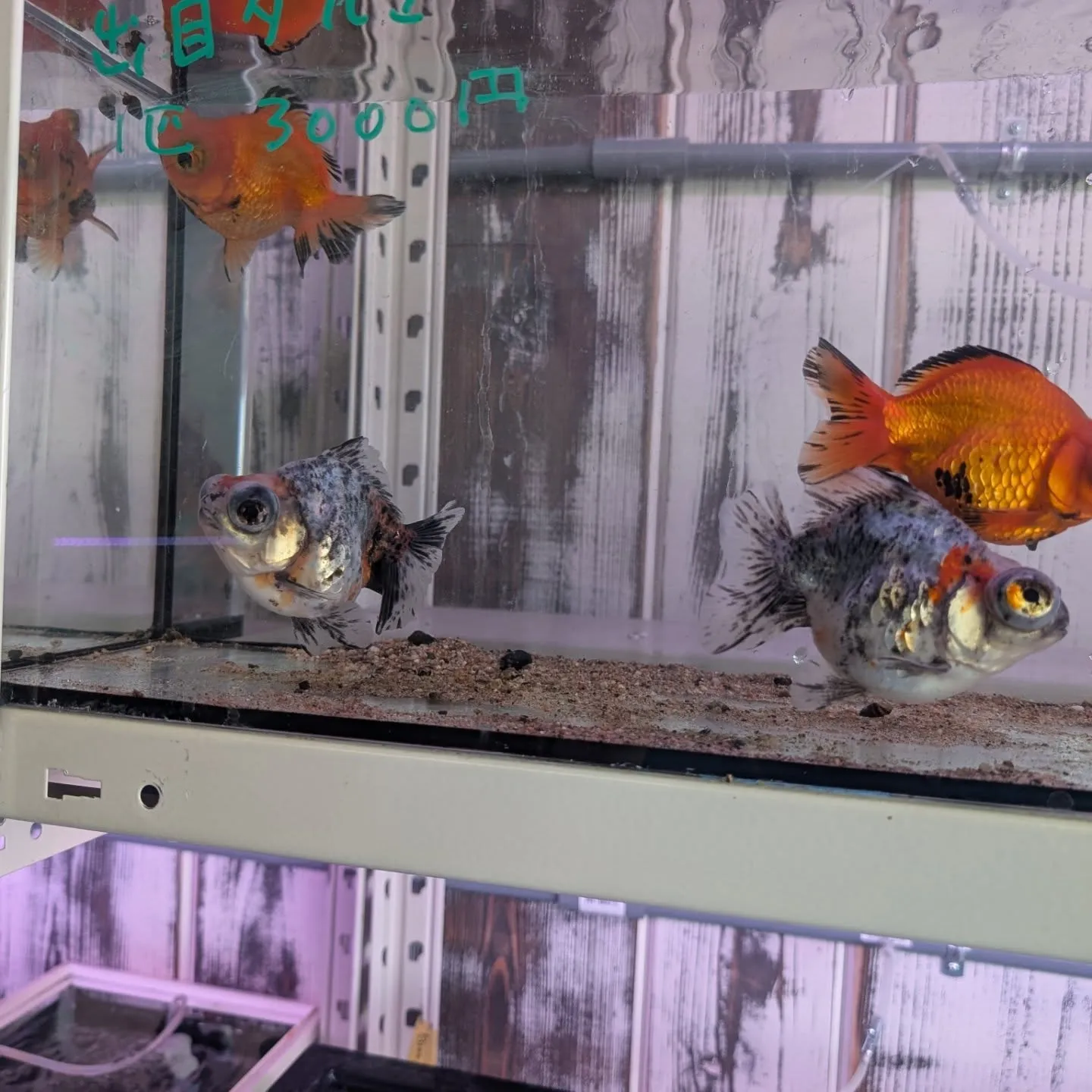 本日の入荷情報✨(金魚、水草)