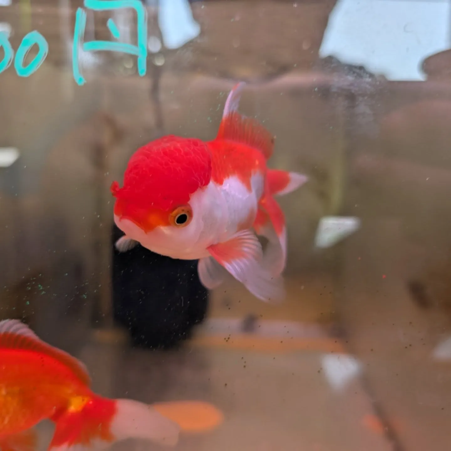 初めての金魚飼育で失敗しないための5つのヒント