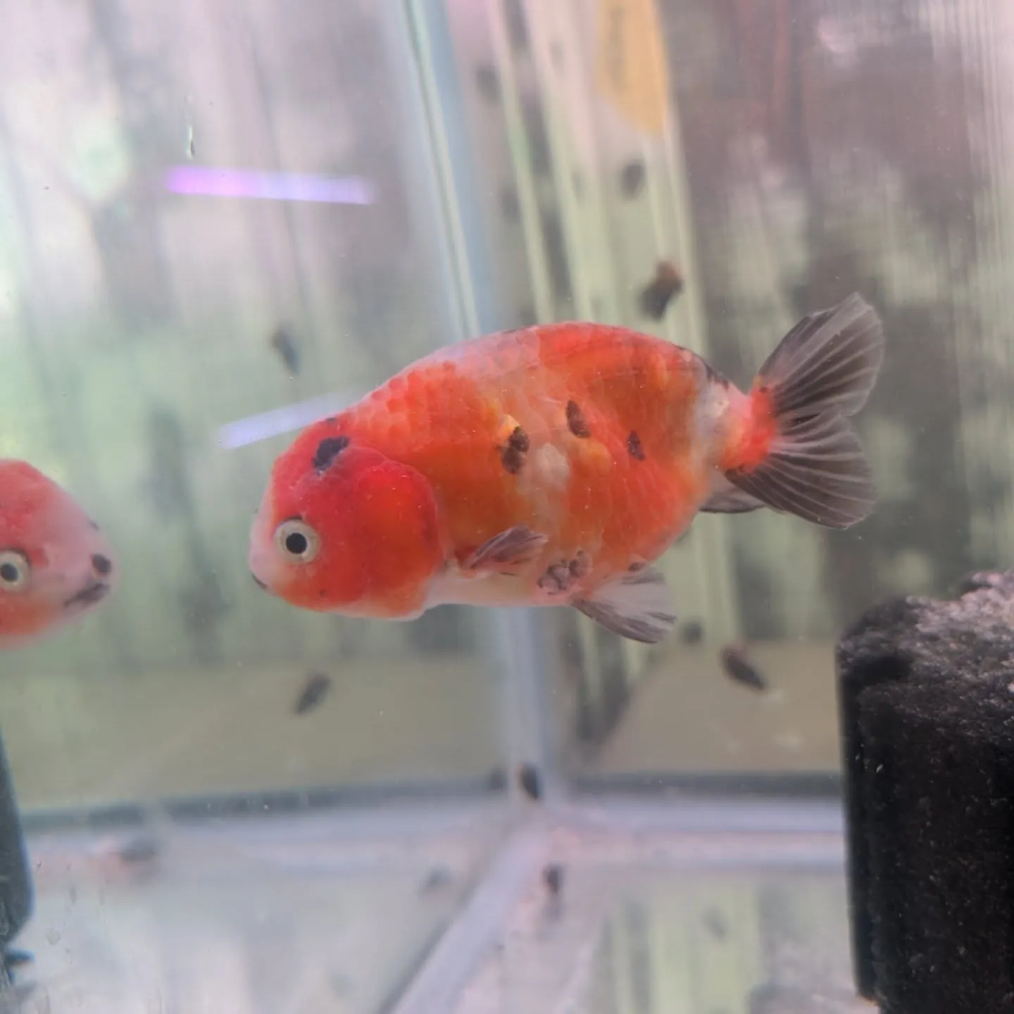 本日の入荷情報✨(金魚)