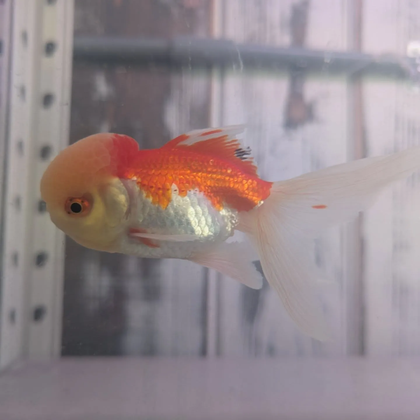 本日の入荷情報✨(金魚)