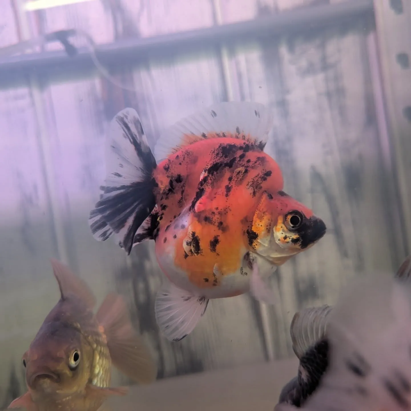 本日の入荷情報✨(金魚)