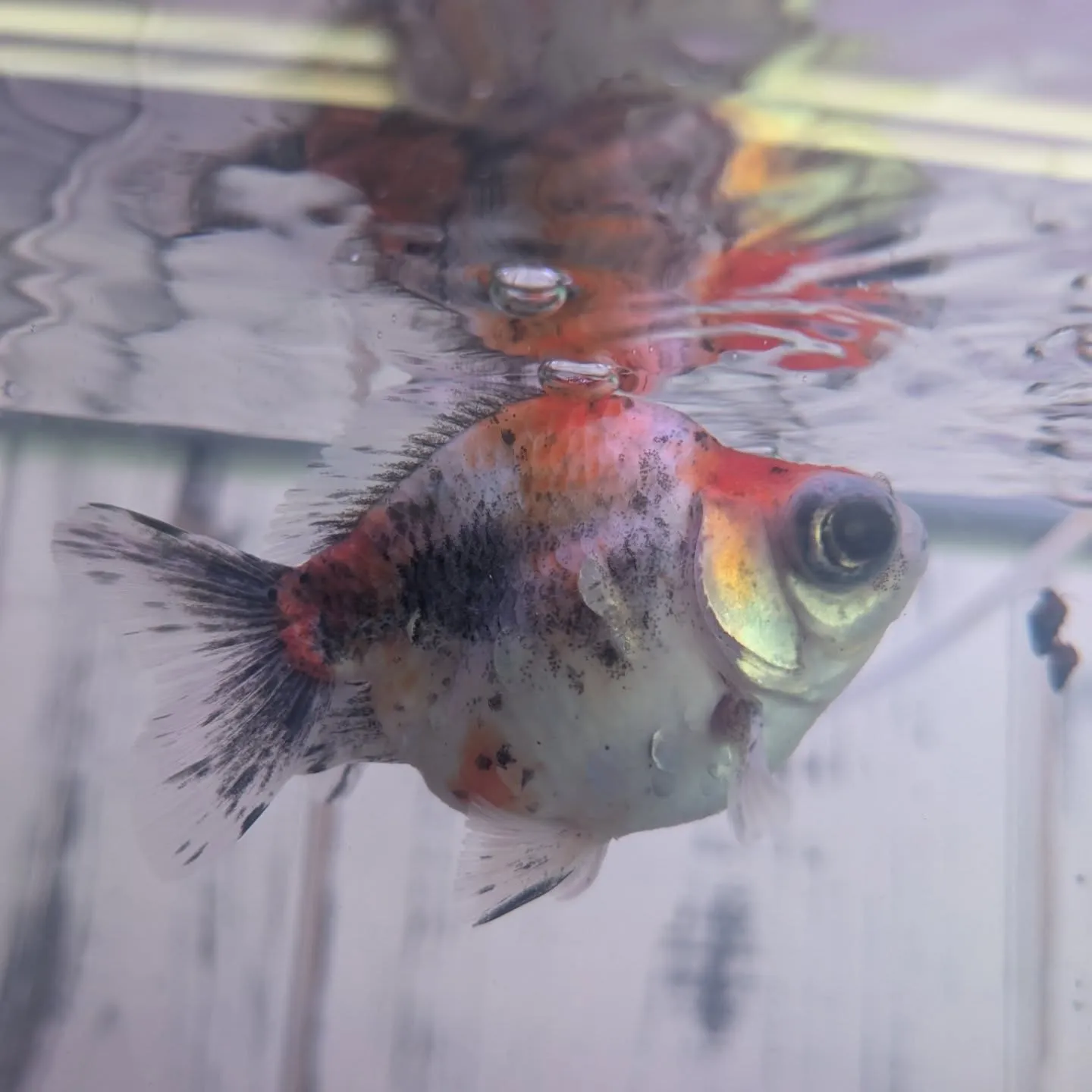 本日の入荷情報✨(金魚)