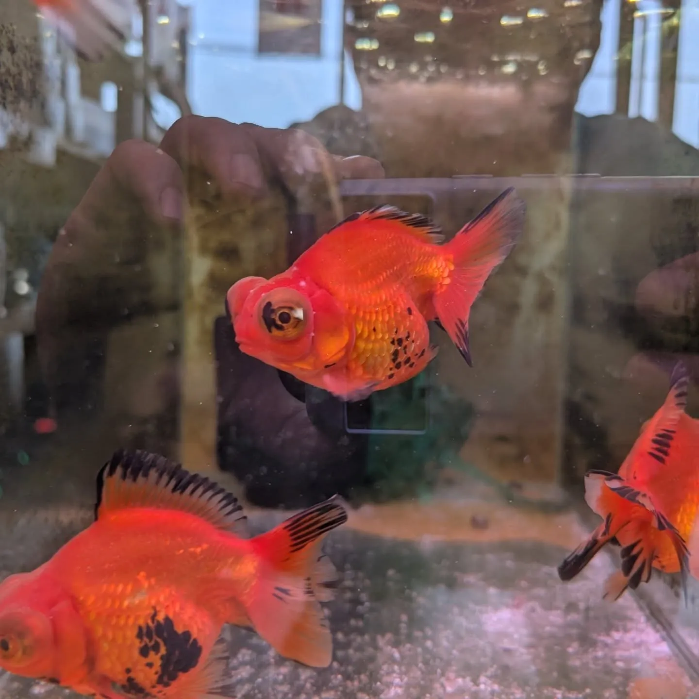 本日の入荷情報✨(金魚)