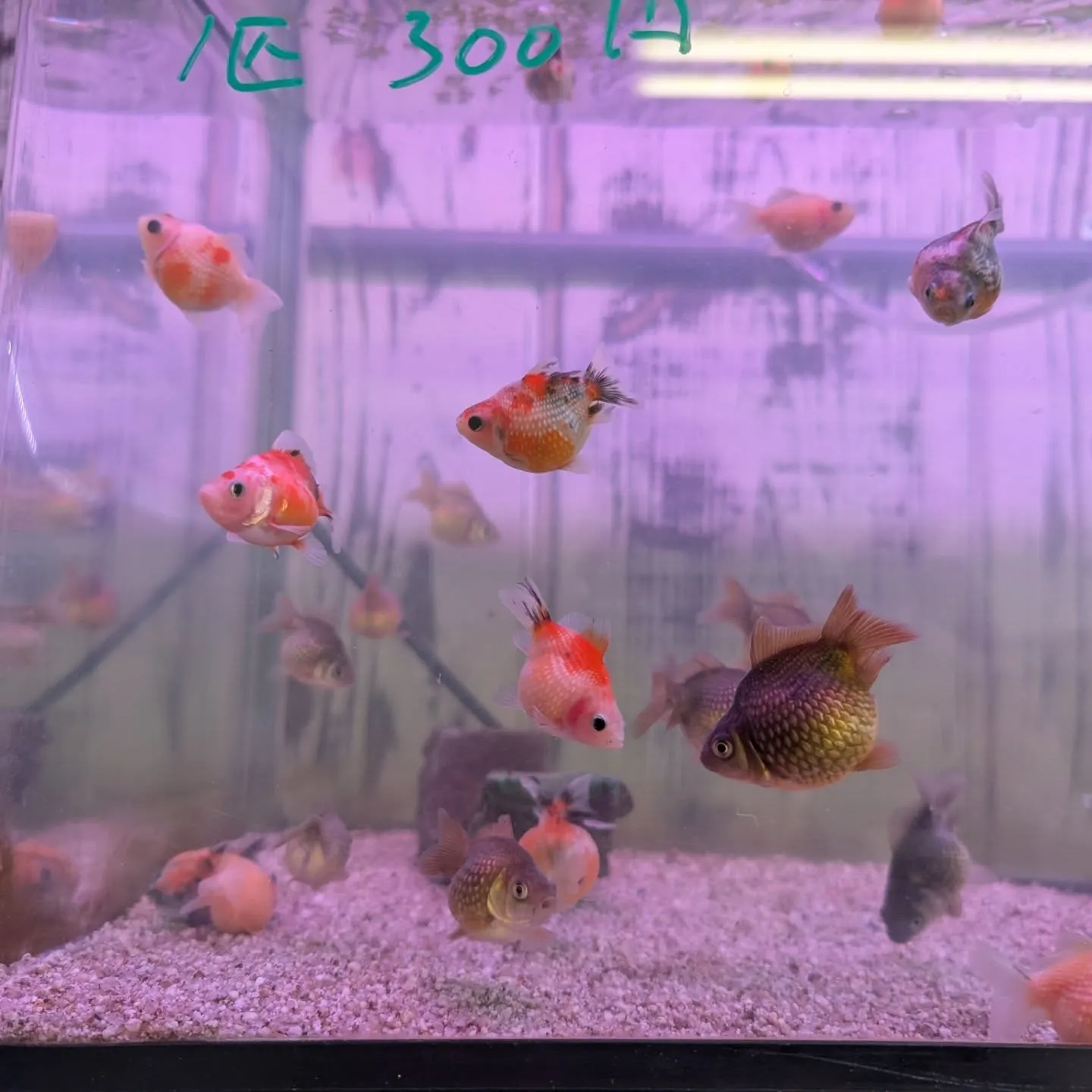 本日の入荷情報✨(金魚)